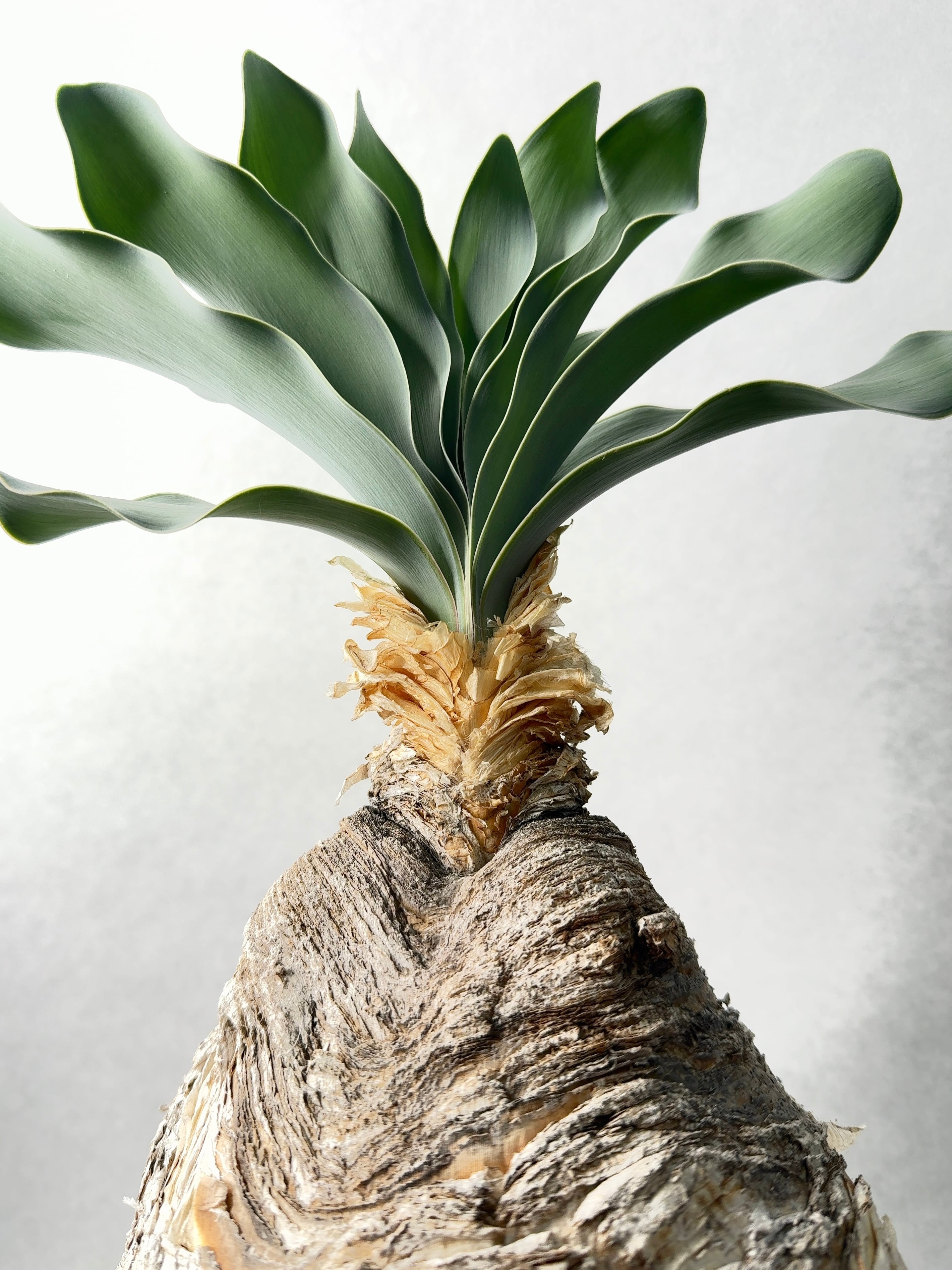 ロホホラ・子吹き烏羽玉 | trigger