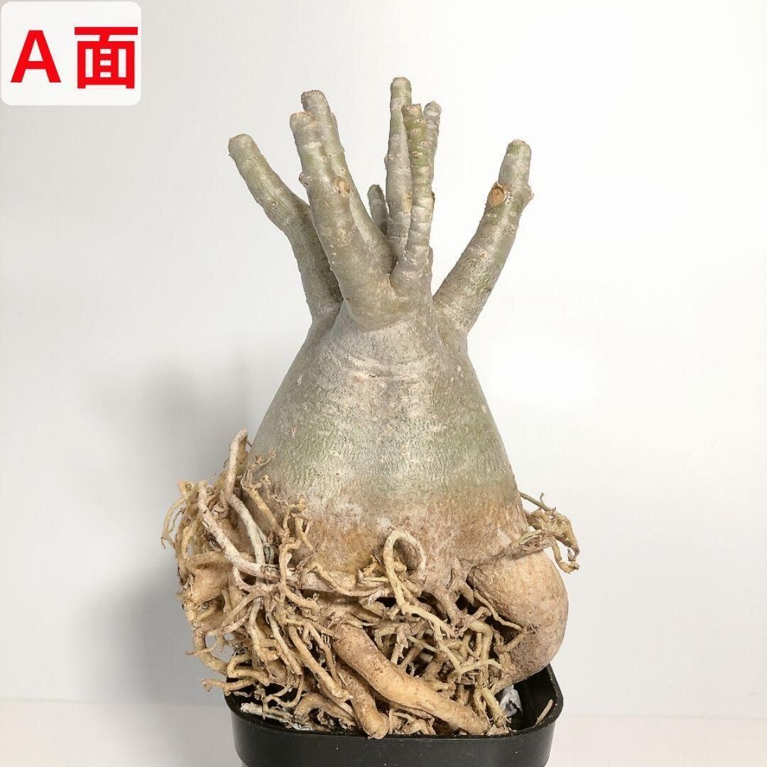 アデニウム・タイソコトラナム 実生5年 SS13 4~5号 アデニウム タイ ソコトラナム たこ足 美形