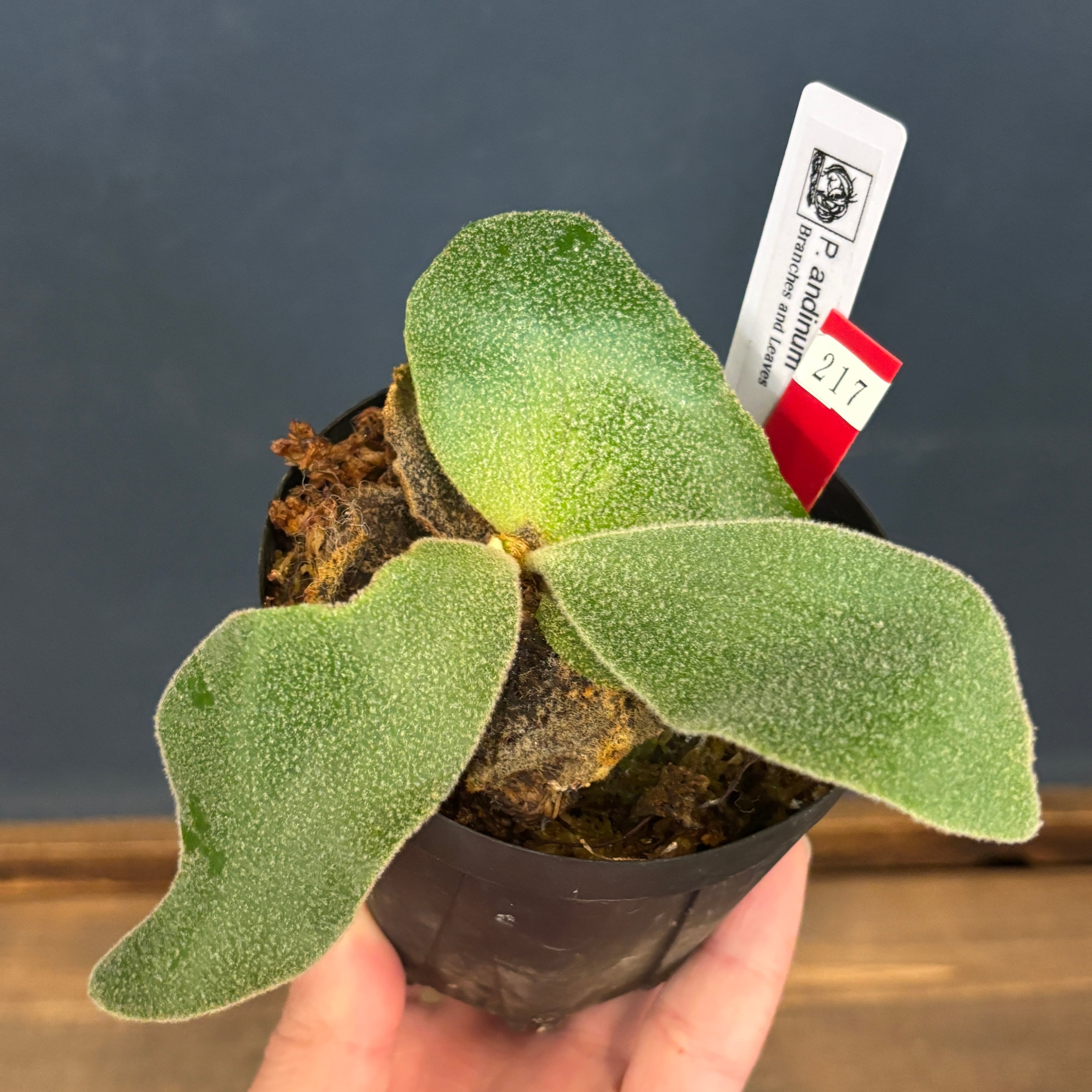 ビカクシダ | PROTOLEAF プロトリーフ