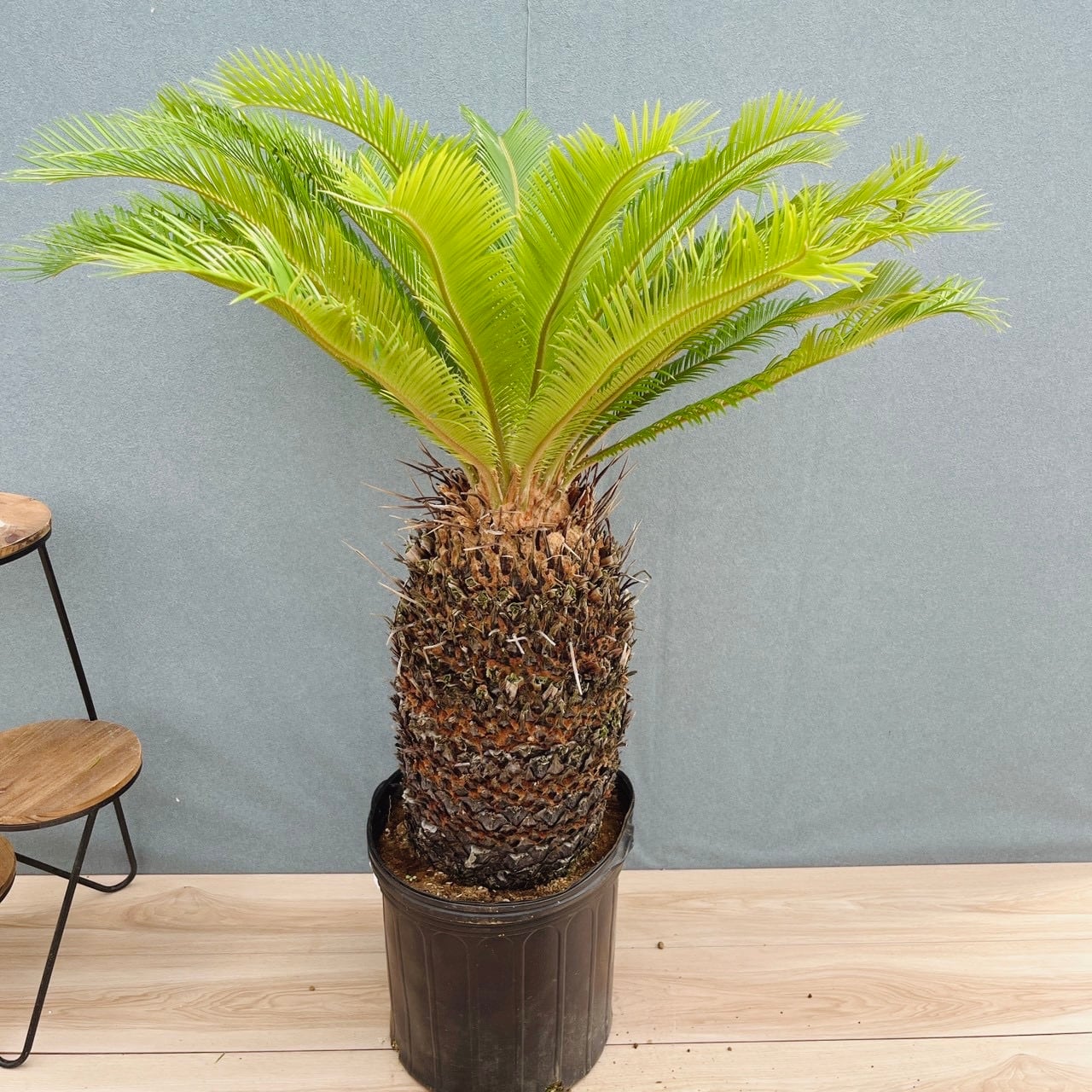 ソテツ　幹太　葉尺40cm 現品］☆おすすめ☆ 50番 ソテツ 10号 観葉植物 大型 屋外 綺麗 幹太