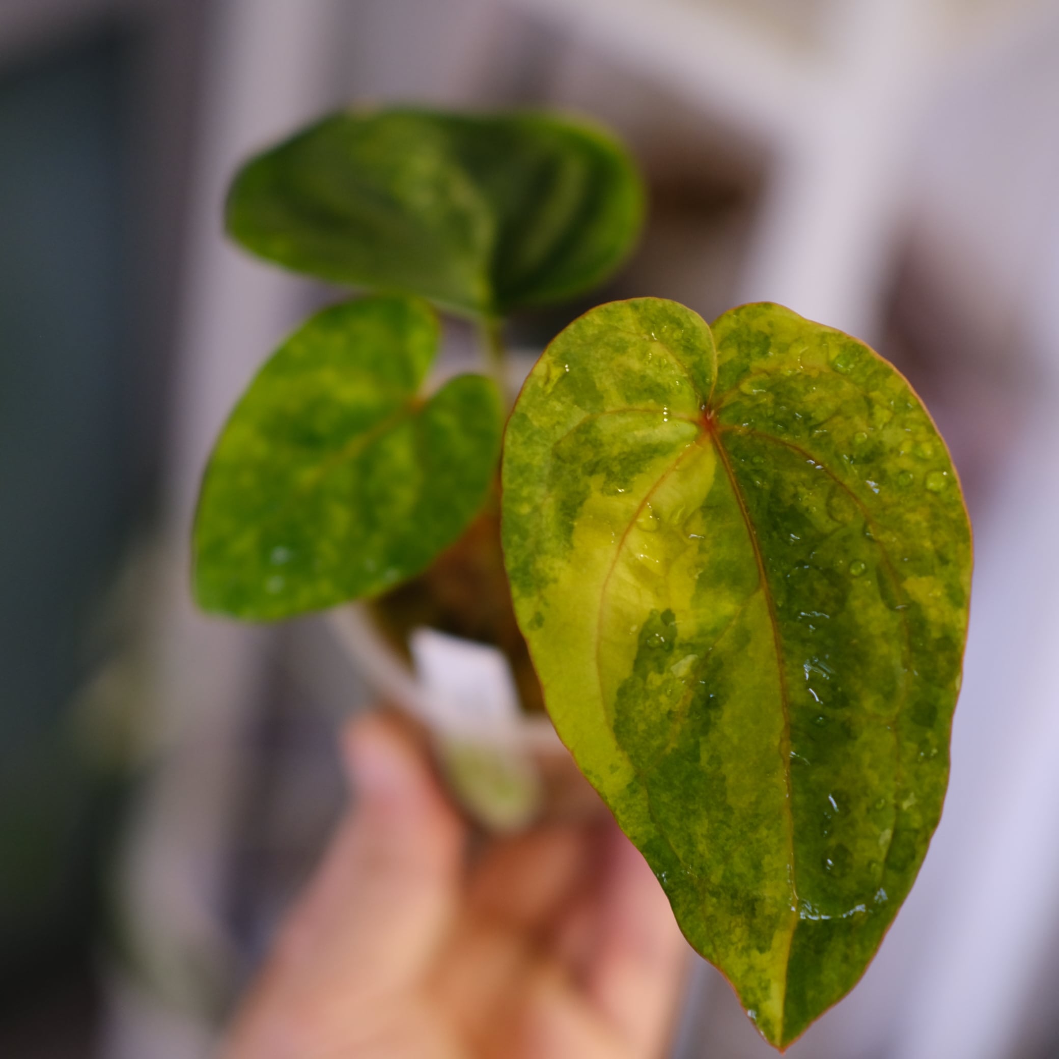 特選アンスリウム / Premium Anthurium | tokyoplants (トーキョー