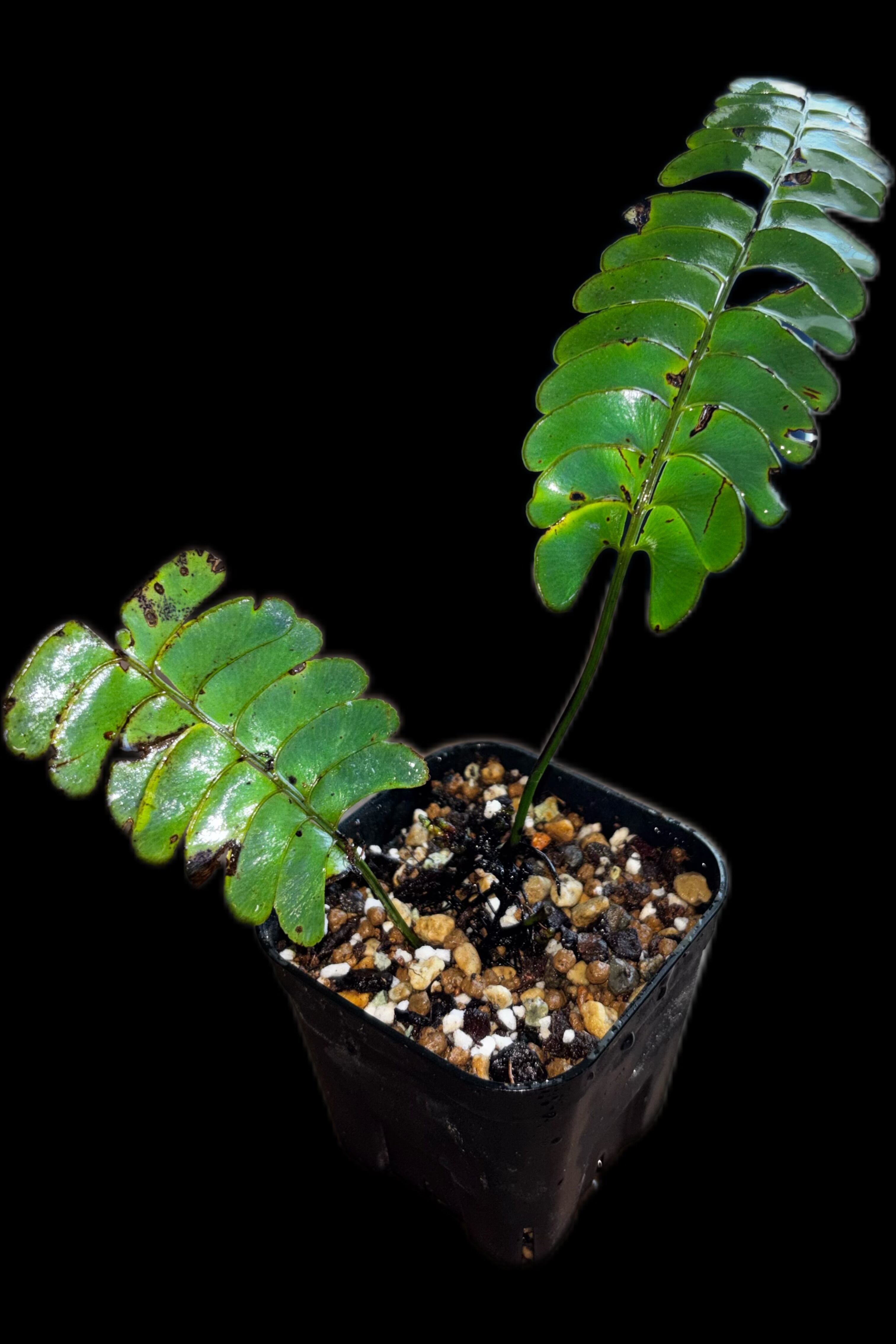 青光シダ｜Lindsaea doryphora Kapuas Hulu【SV】 | SCALE_VIVARIUM