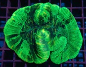 【現地買付】Trachyphyllia geofroy From Makassar