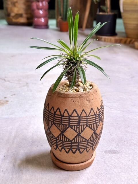 アデニウム　ブラックゴジラ（希少・美株） レア株‼︎アデニウム ブラックゴジラ（希少・美株） - メルカリ