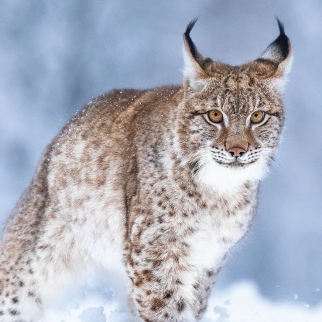銀杉】LYNX | 香跡万里KOUSEKIBANRI