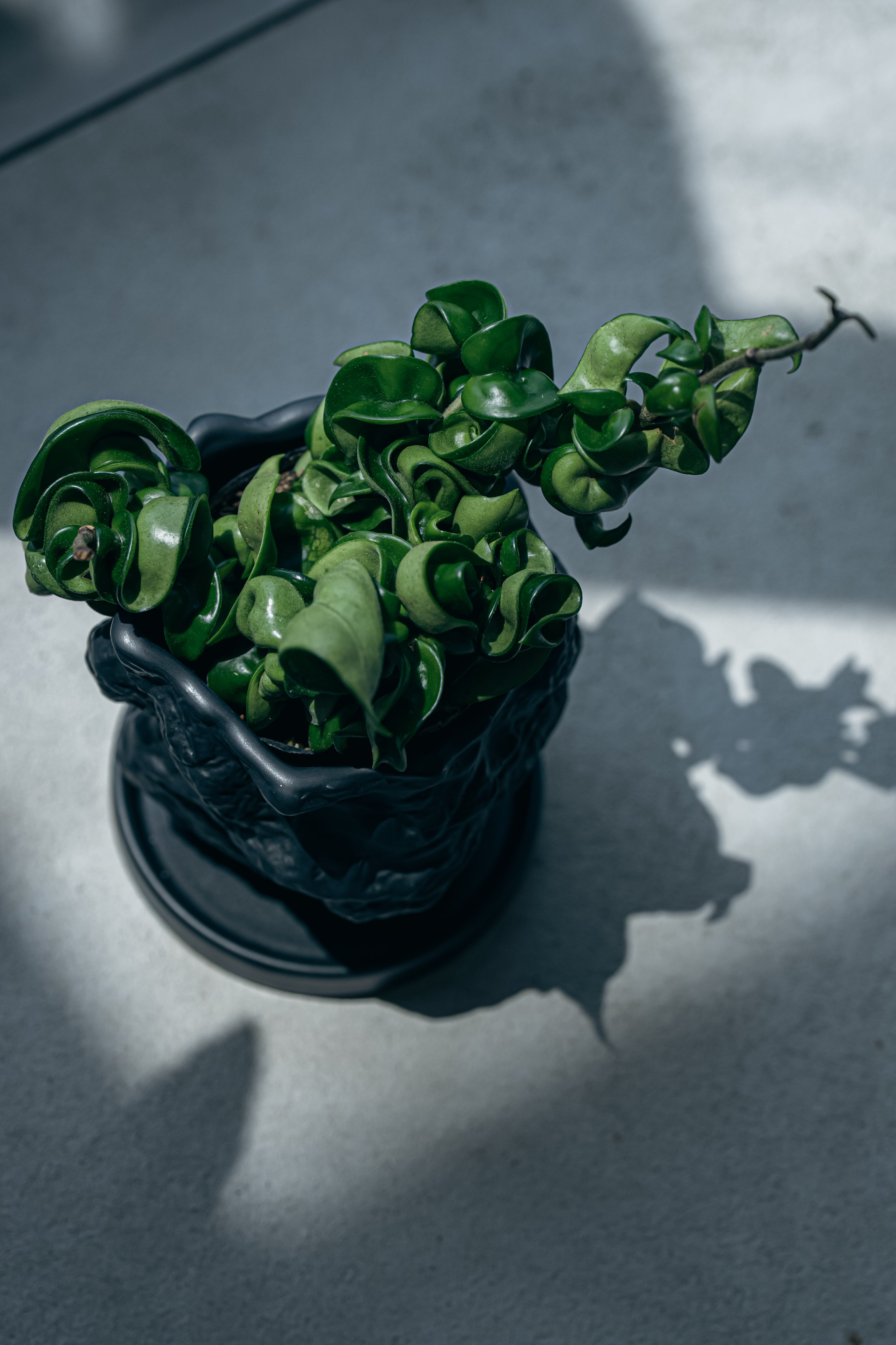 ホヤカルノーサ コンパクタ Hoya carnosa 