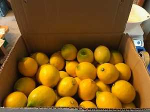 静岡県産 富士見台農園 無農薬レモン 1kg