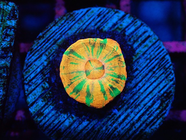 Scolymia Baby "MasterGrade"