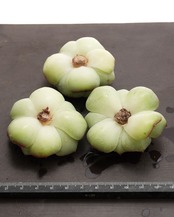 カット苗 ホワイトラック Echeveria 'White Luck'