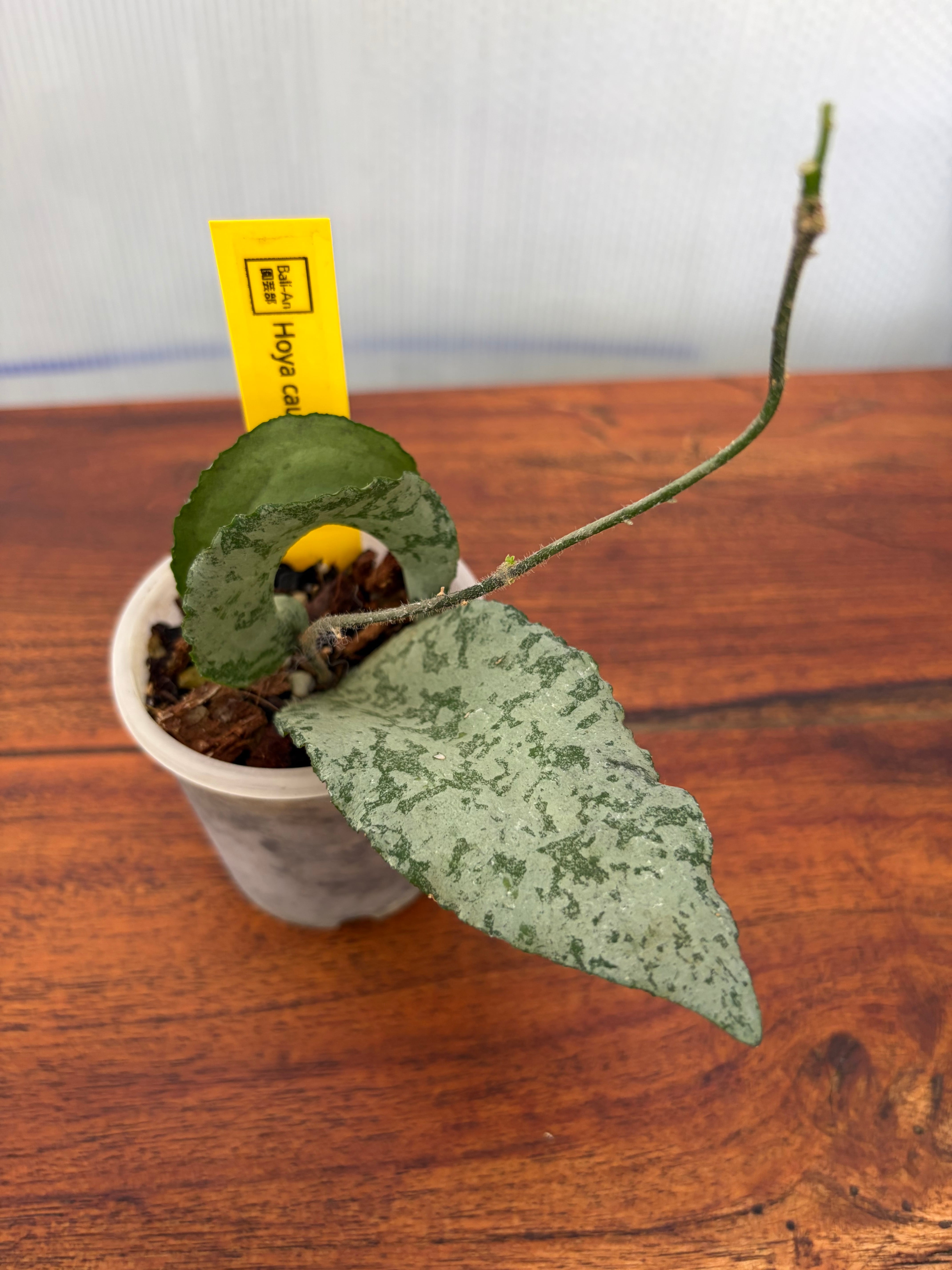 Hoya | BALI-AN 園芸
