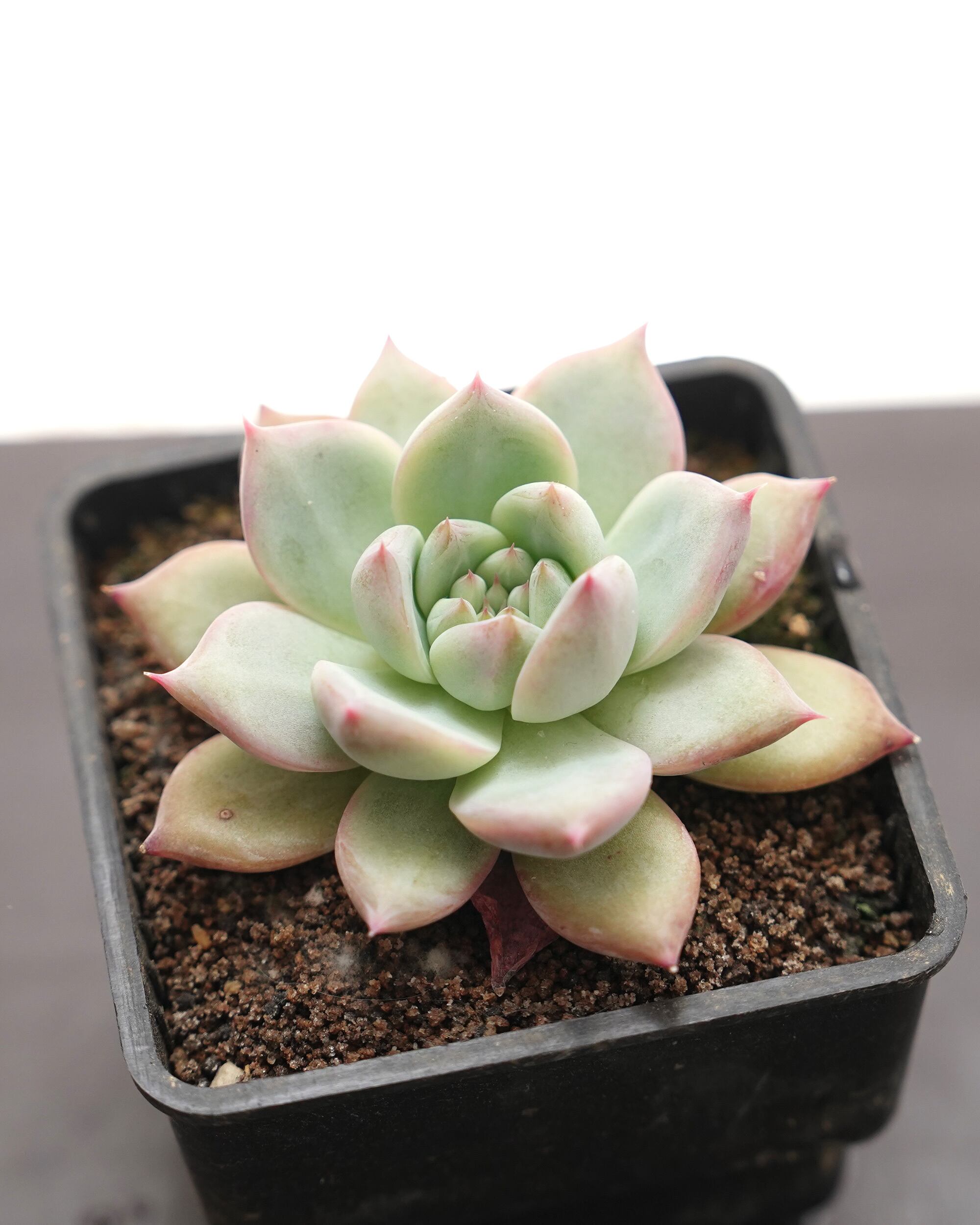 抜き苗 ワイルドコロラータ Echeveria 'Wild Colorata' | PUKUBOOK