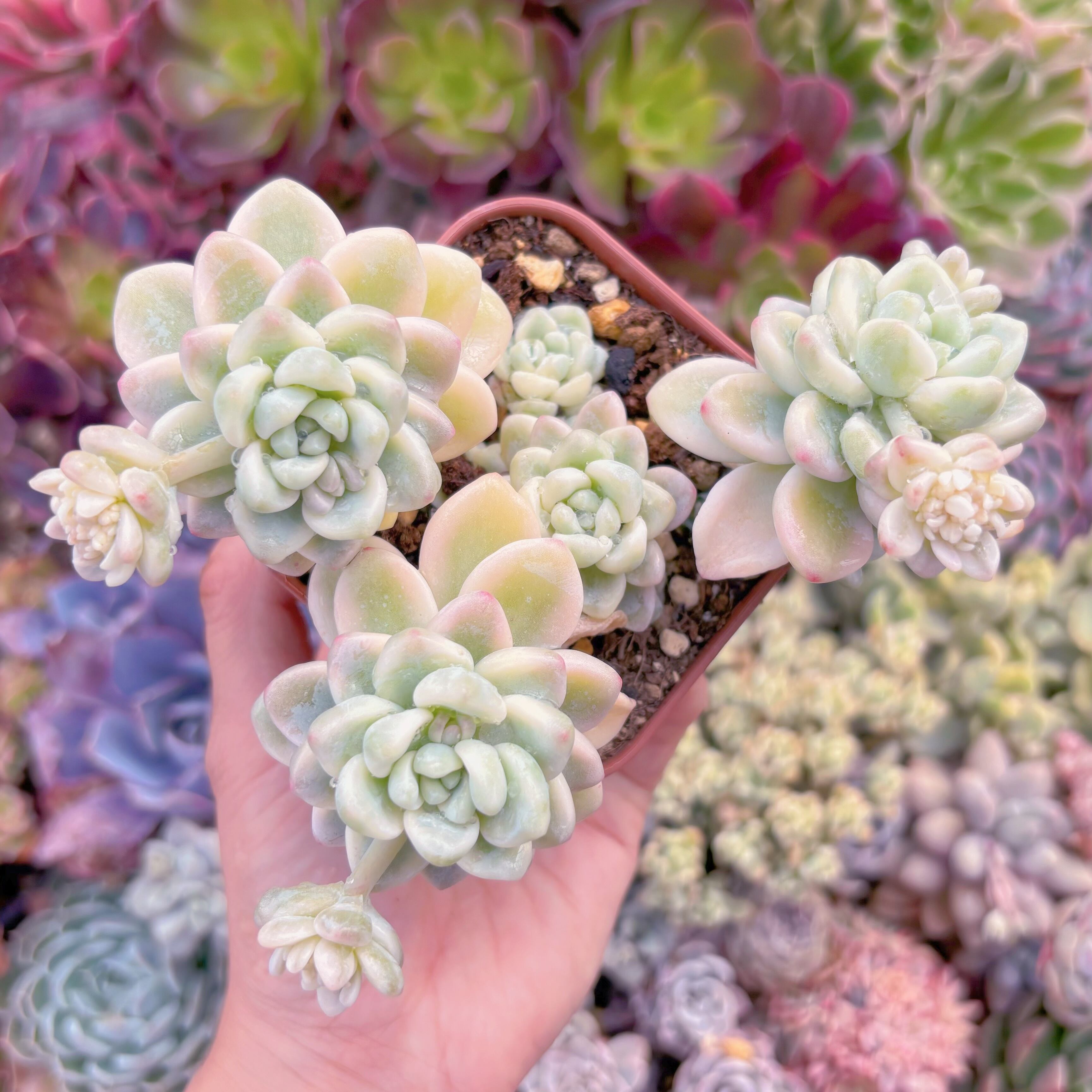 現品　ラウル錦#300　群生　新入荷　るる農園