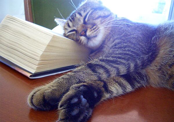 猫 ポストカード The Cat who....猫は枕を開く 10x14.8センチ(cm)官製はがきサイズ 猫写真 はがき ねこ葉書 ネコハガキ Postcard アイとちび アイシス