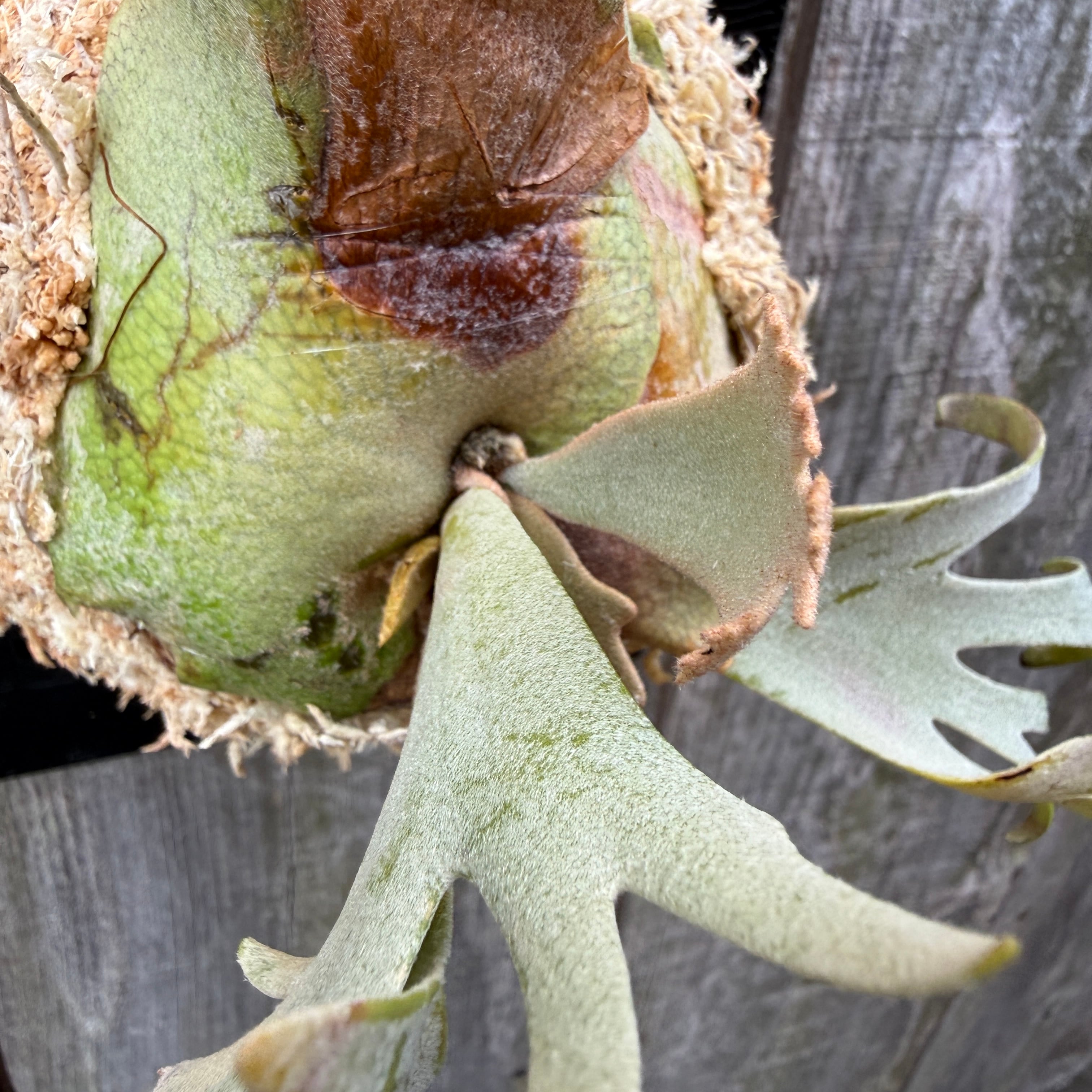 P.willinckii Yellow moon dwarf (from晴花鹿苑) | naturefix