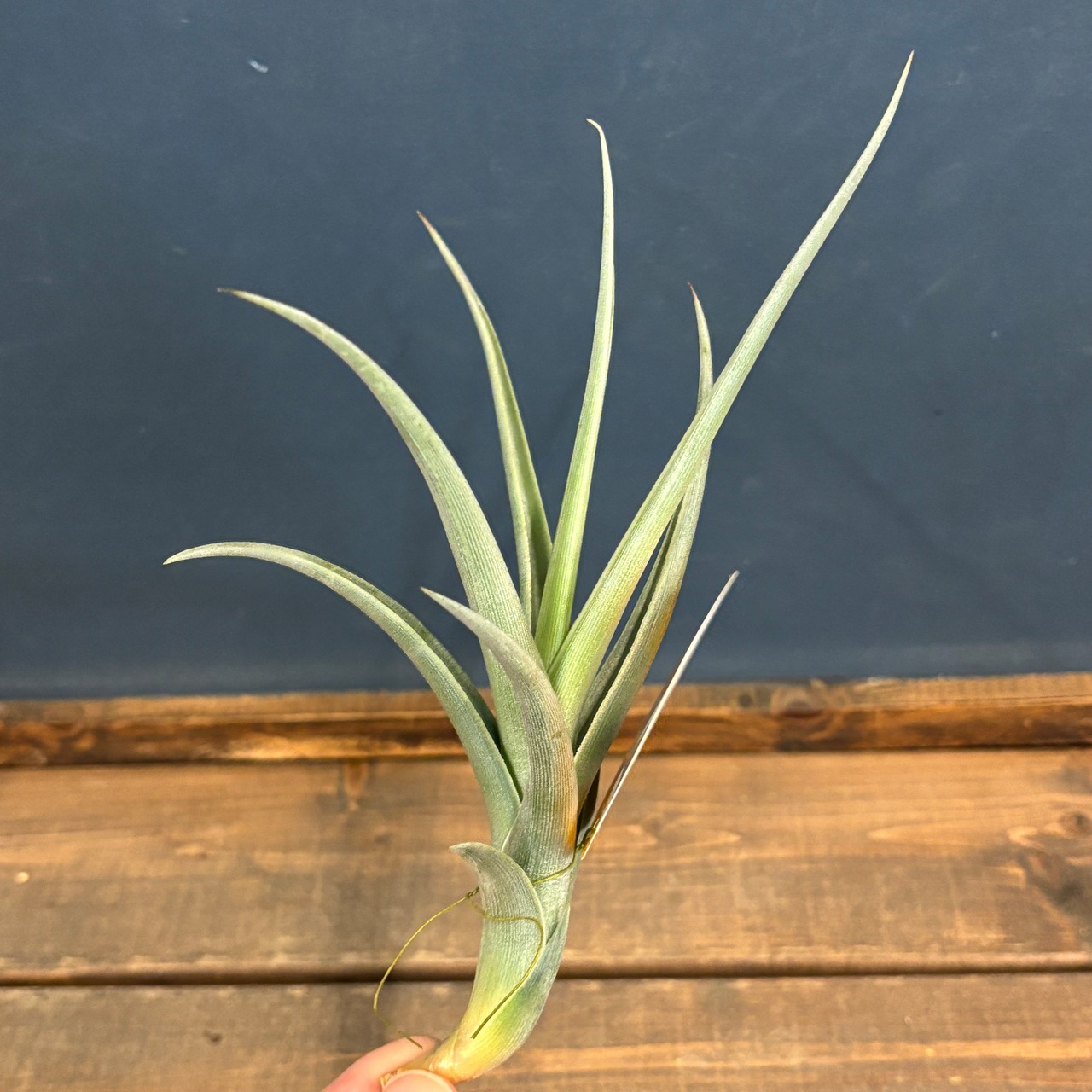 チランジア　クシフィオイデス【782】