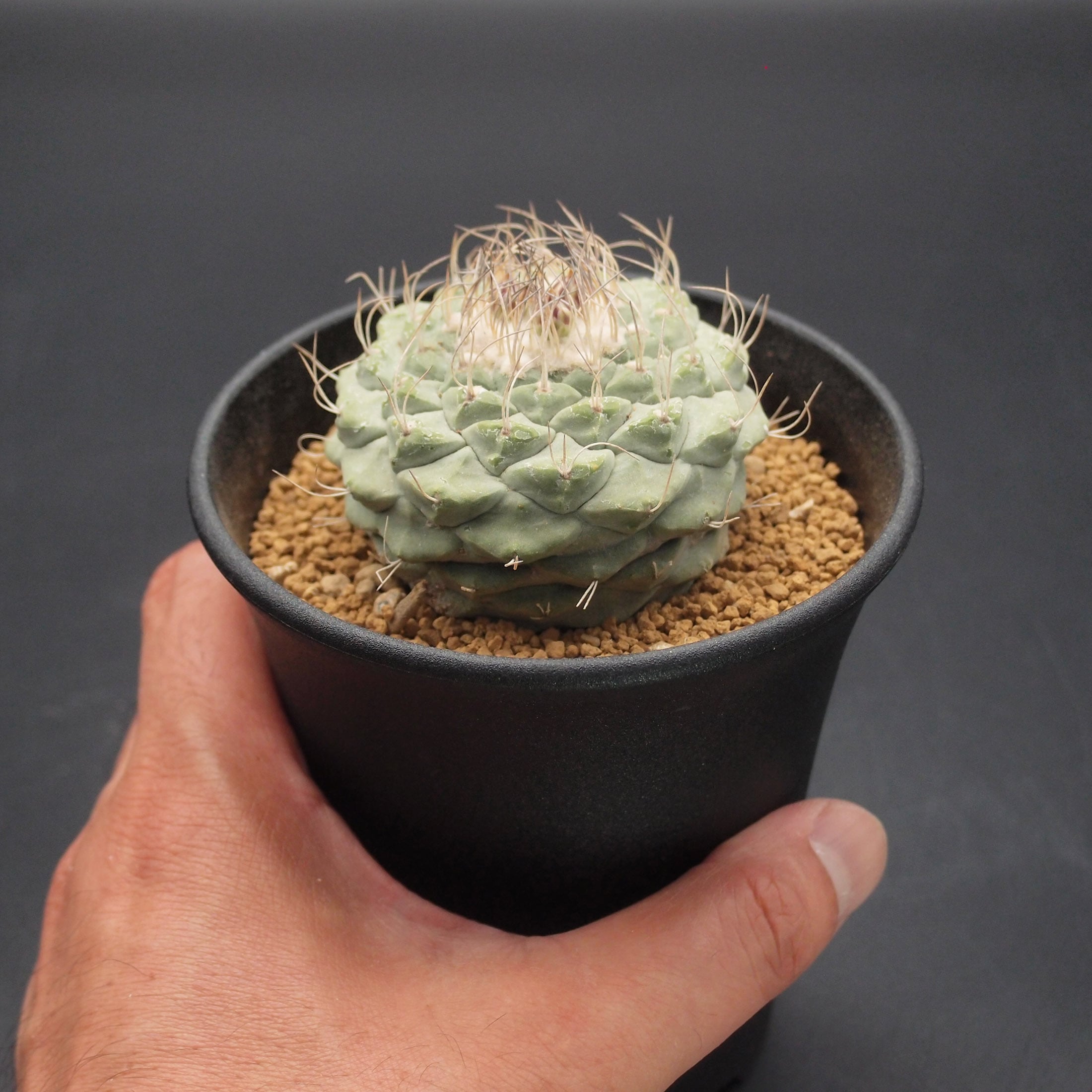 ☆ 菊水 群生 自根 サボテン 多肉植物 ☆