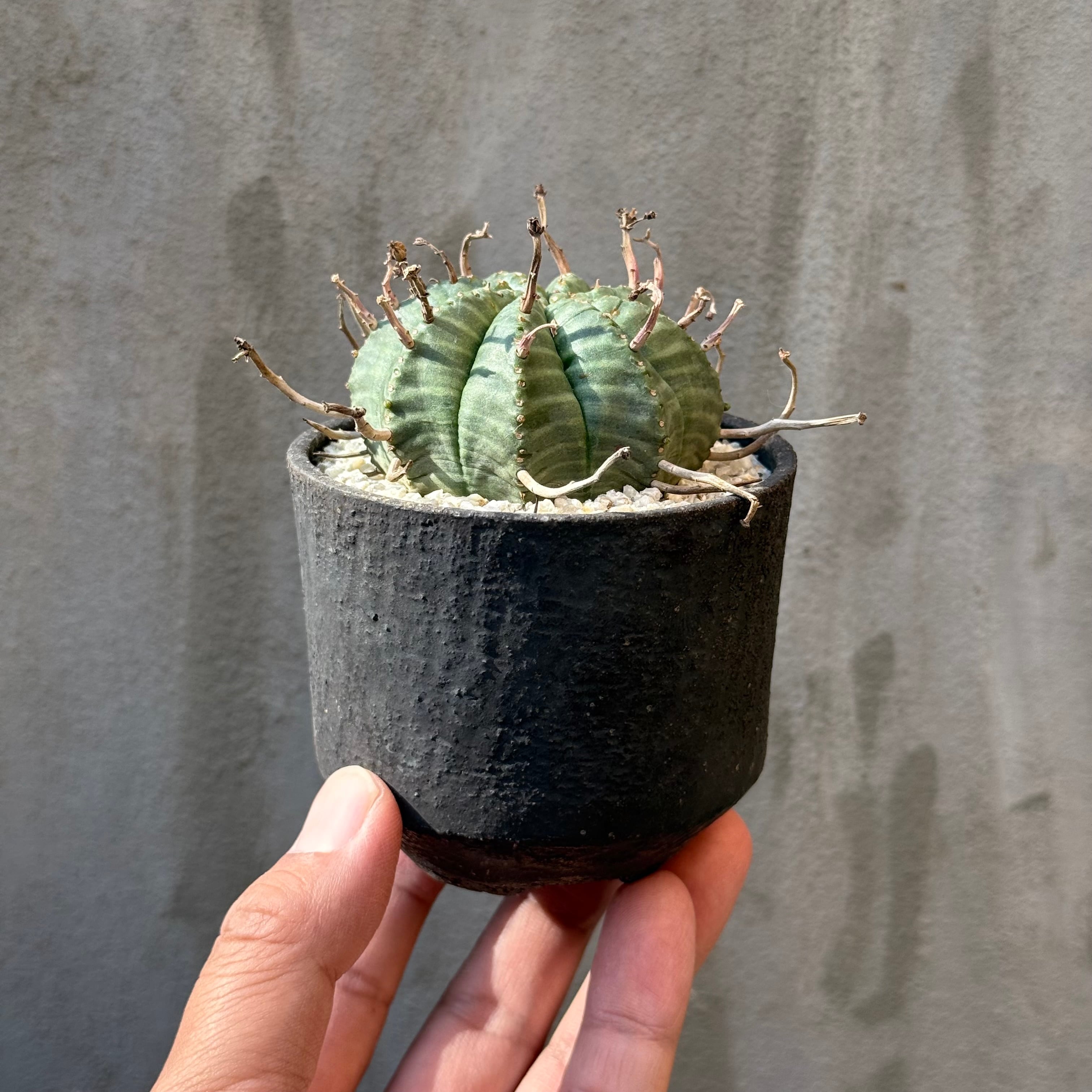 植物 | A-PLANTS