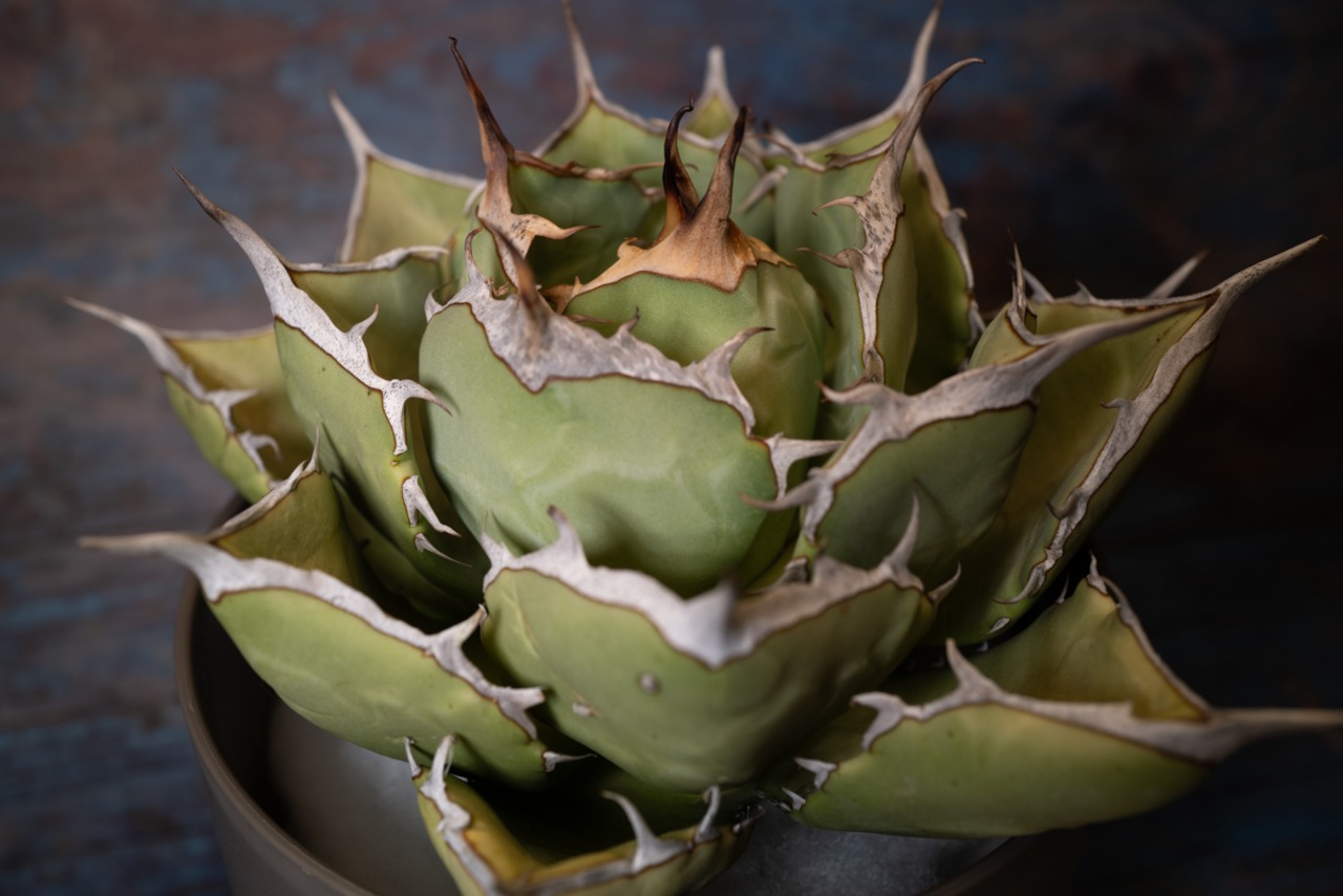 アガベ チタノタ ノーネーム⑤ 画像4