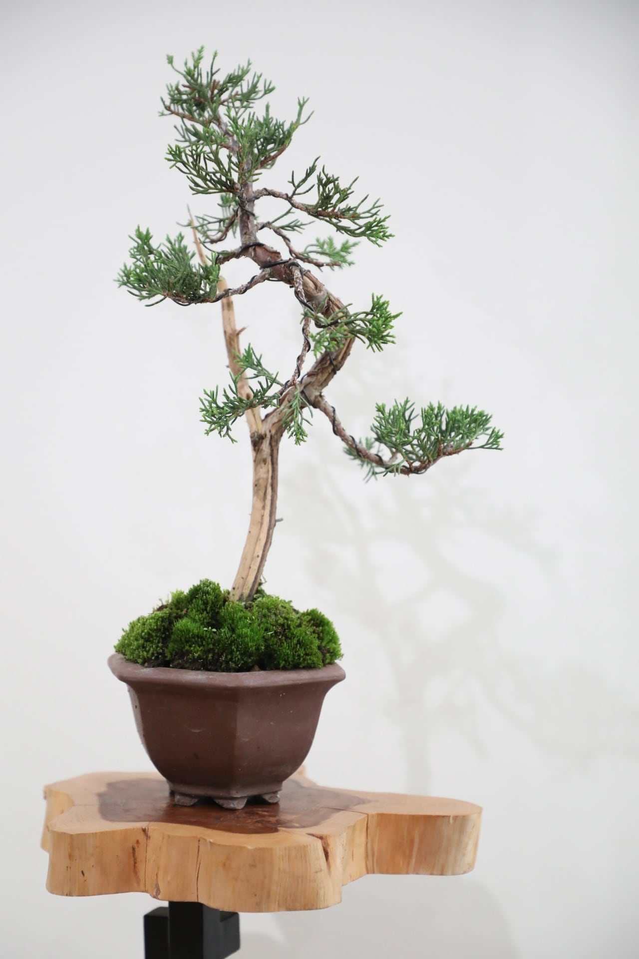 M】糸魚川真柏 盆栽 ※推定樹齢20年/Juniper Shimpaku | 【厳選植物・器