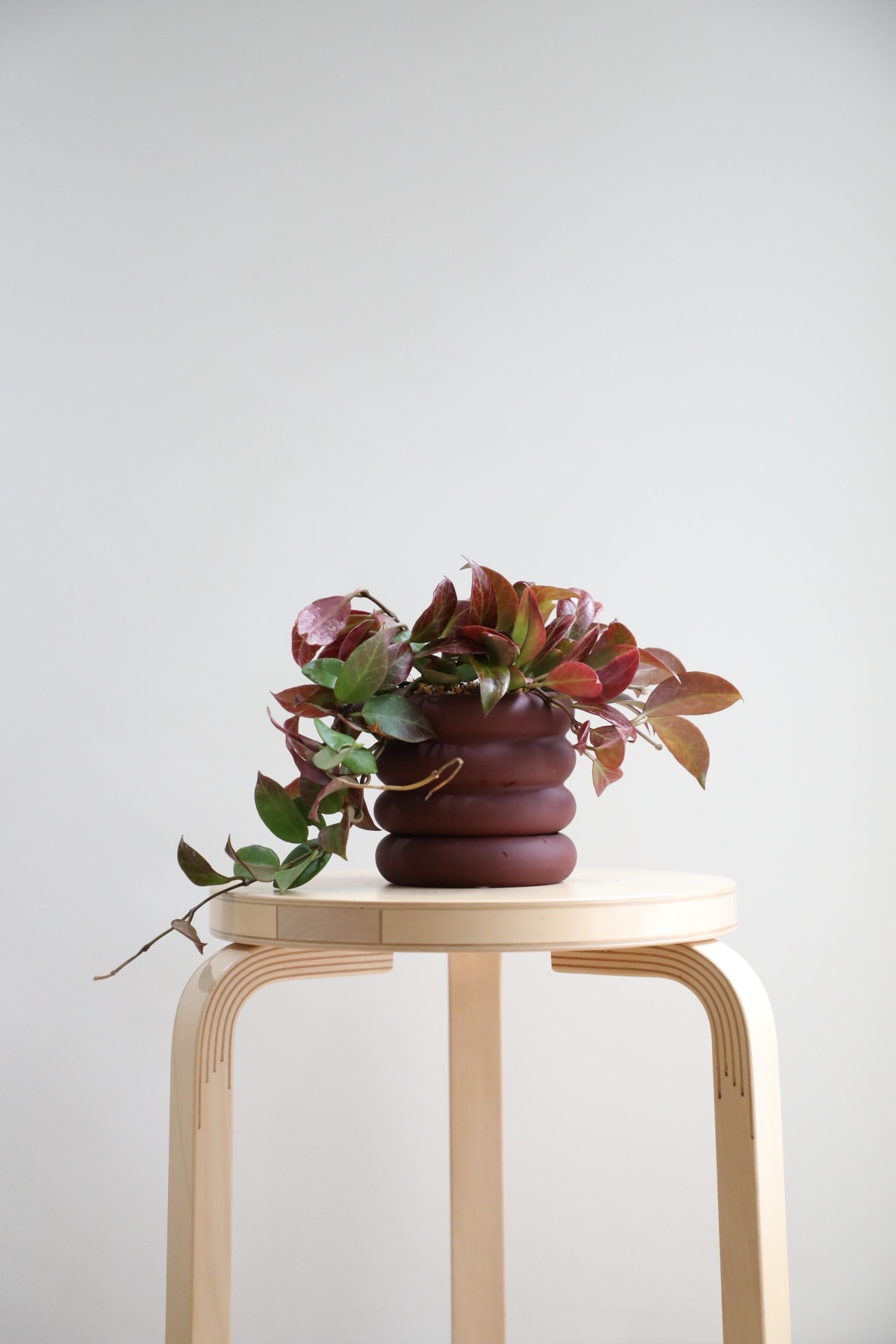 【S】ホヤ クミンギアナ オブスクラ/Hoya