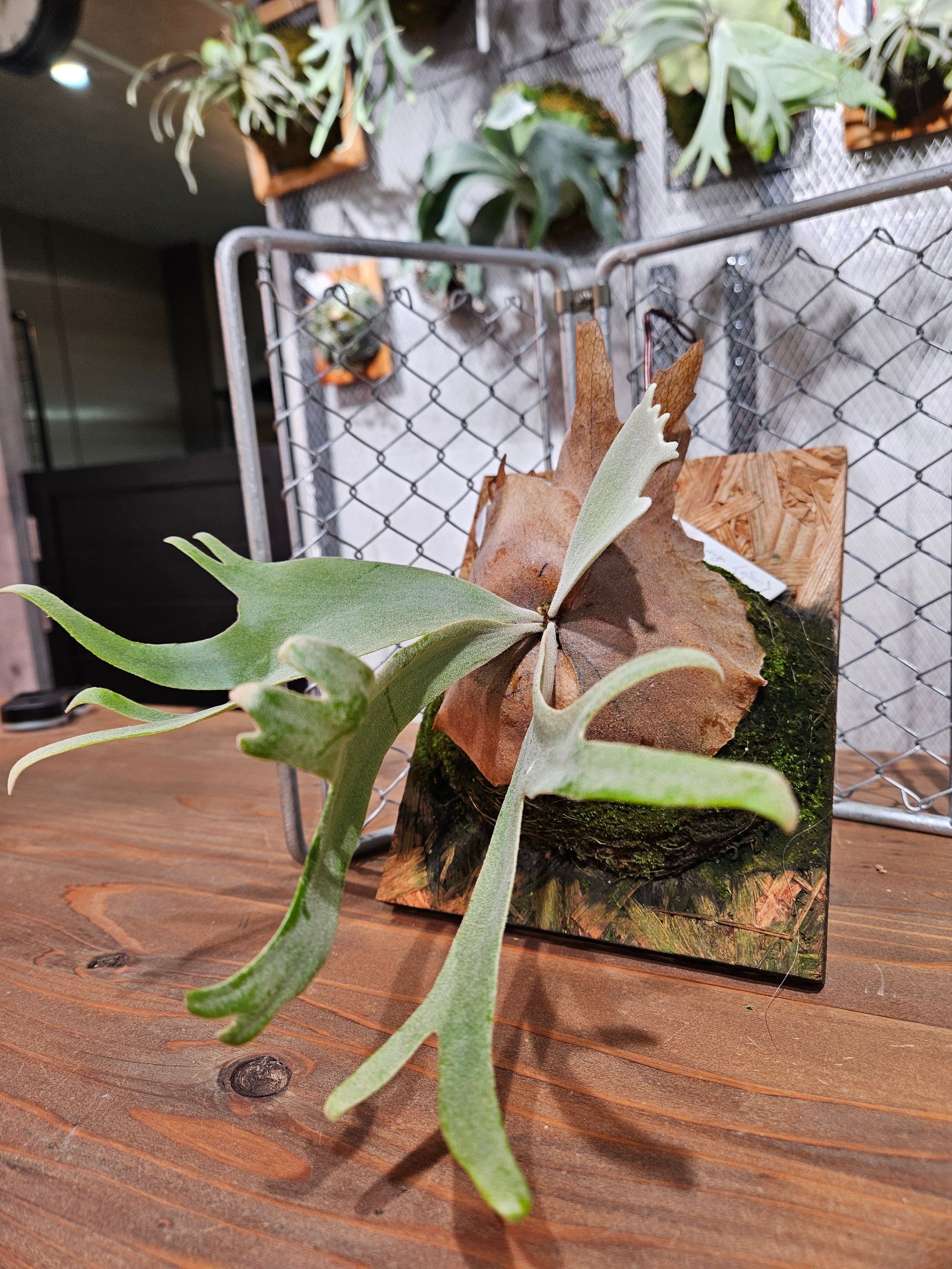 P.Suriya (OC)【artPLANTs/PLANTS GARAGE】ビカクシダ/Platycerium