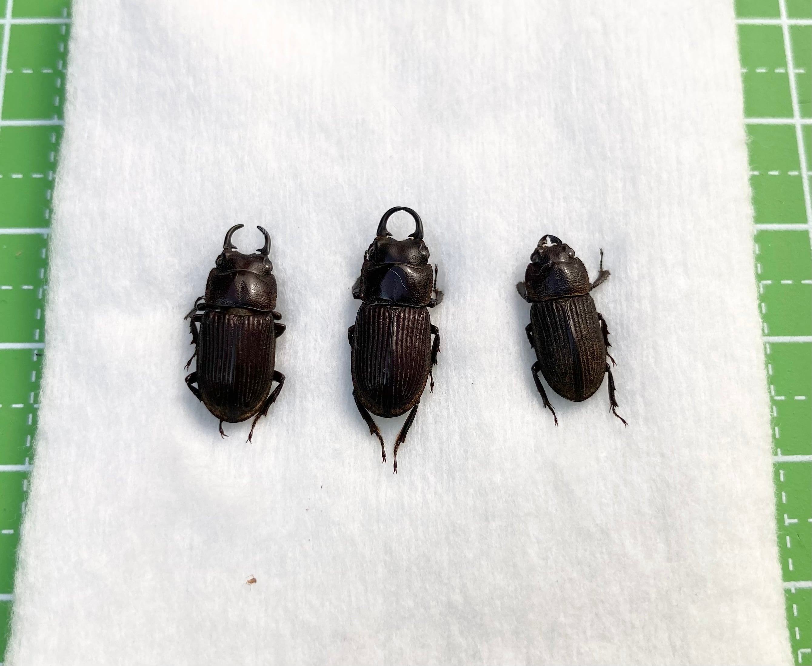 佐渡島産 ネブトクワガタ 乾燥標本 2♂1♀ | Pay ID