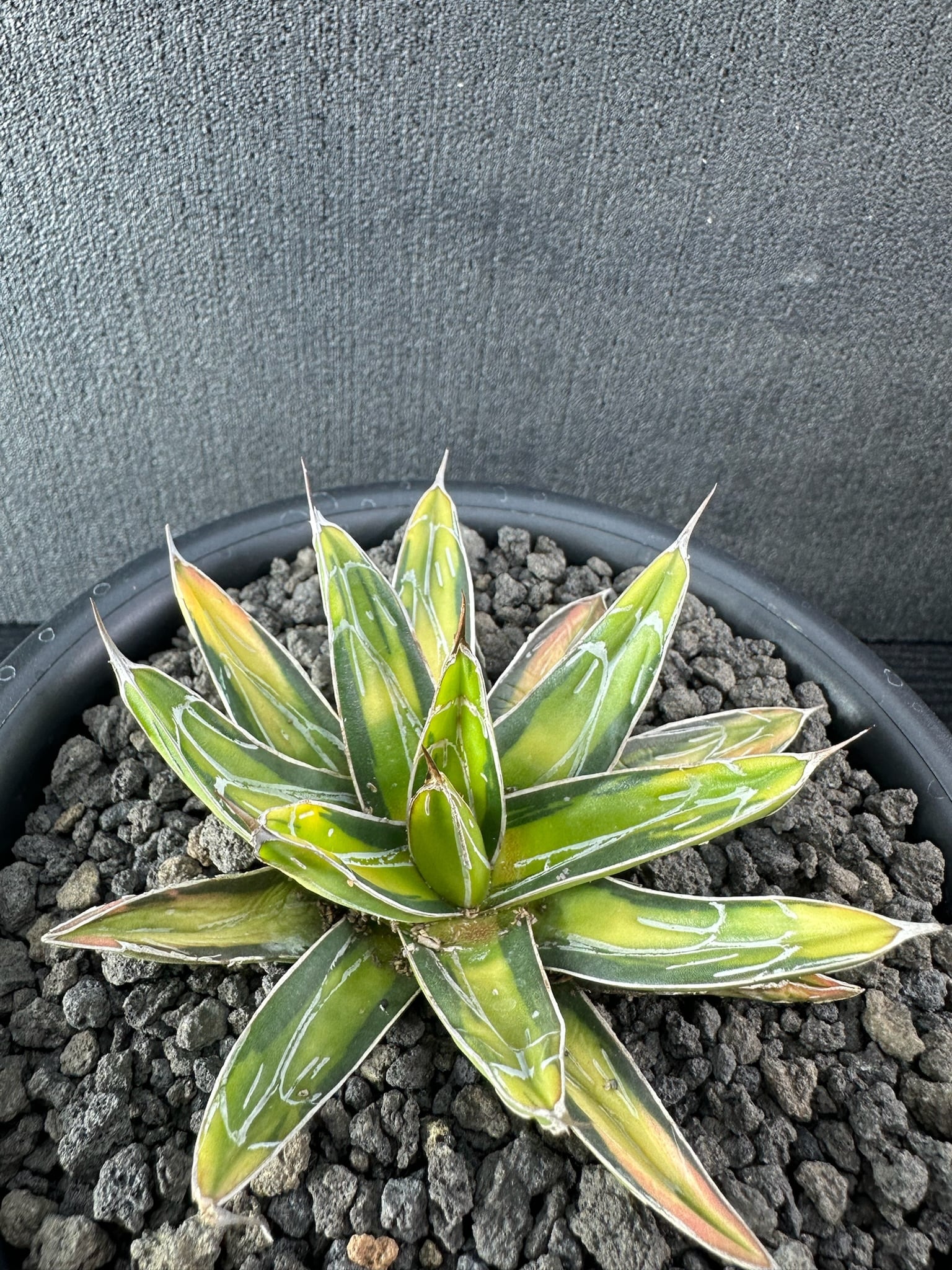 434 アガベ ホリダ ホリダ (黄中斑) /Agave Horrida horrida (yallow