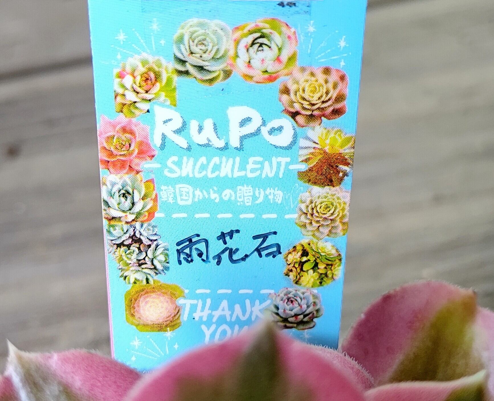 雨花石(アエオニウム) | RuPo 多肉植物専門店