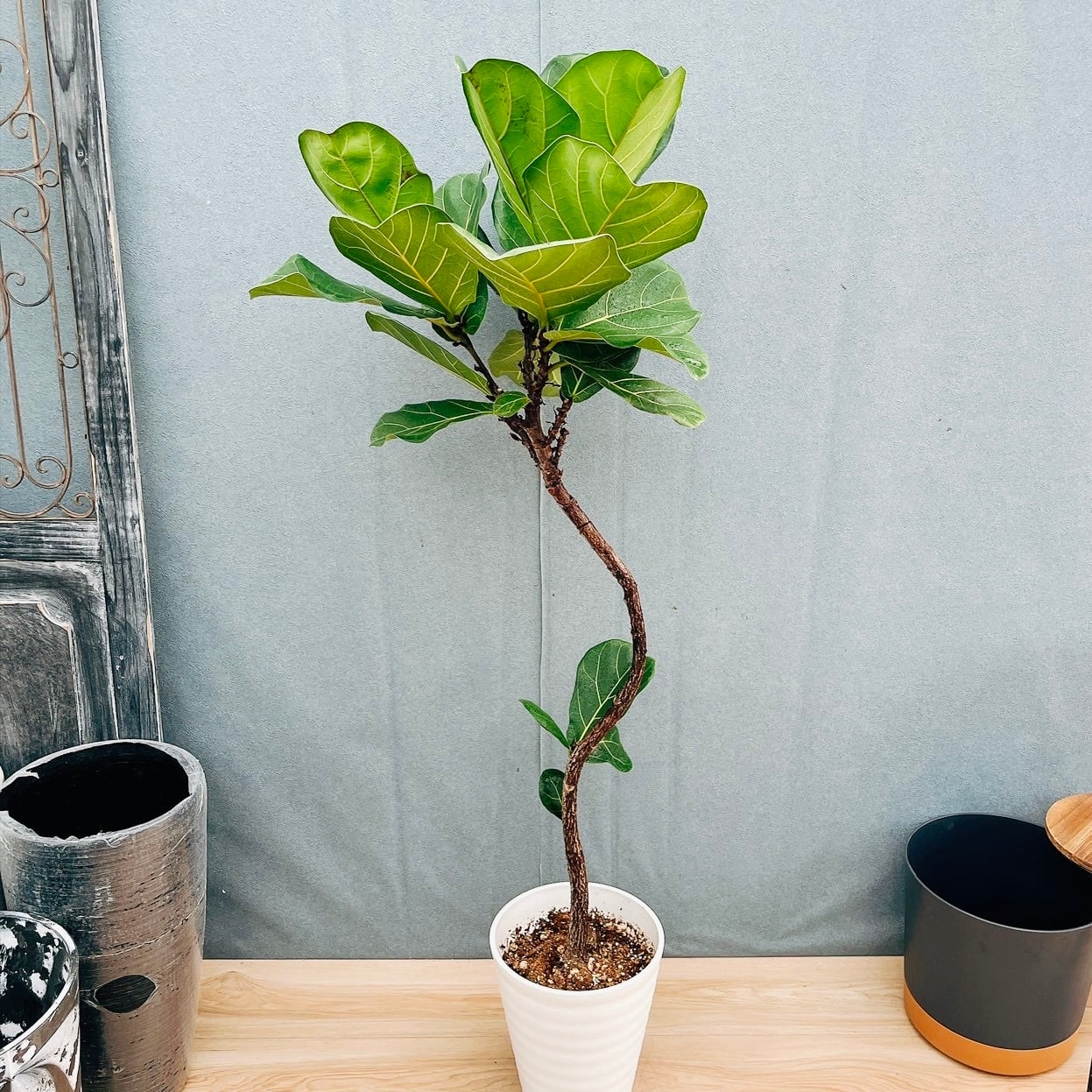 ［現品］50番　カシワバゴムノキ　フィカスリラータ　曲がり　7号　観葉植物　室内 現品］5番 カシワバゴムノキ フィカス リラータ 曲がり 7号 観葉植物