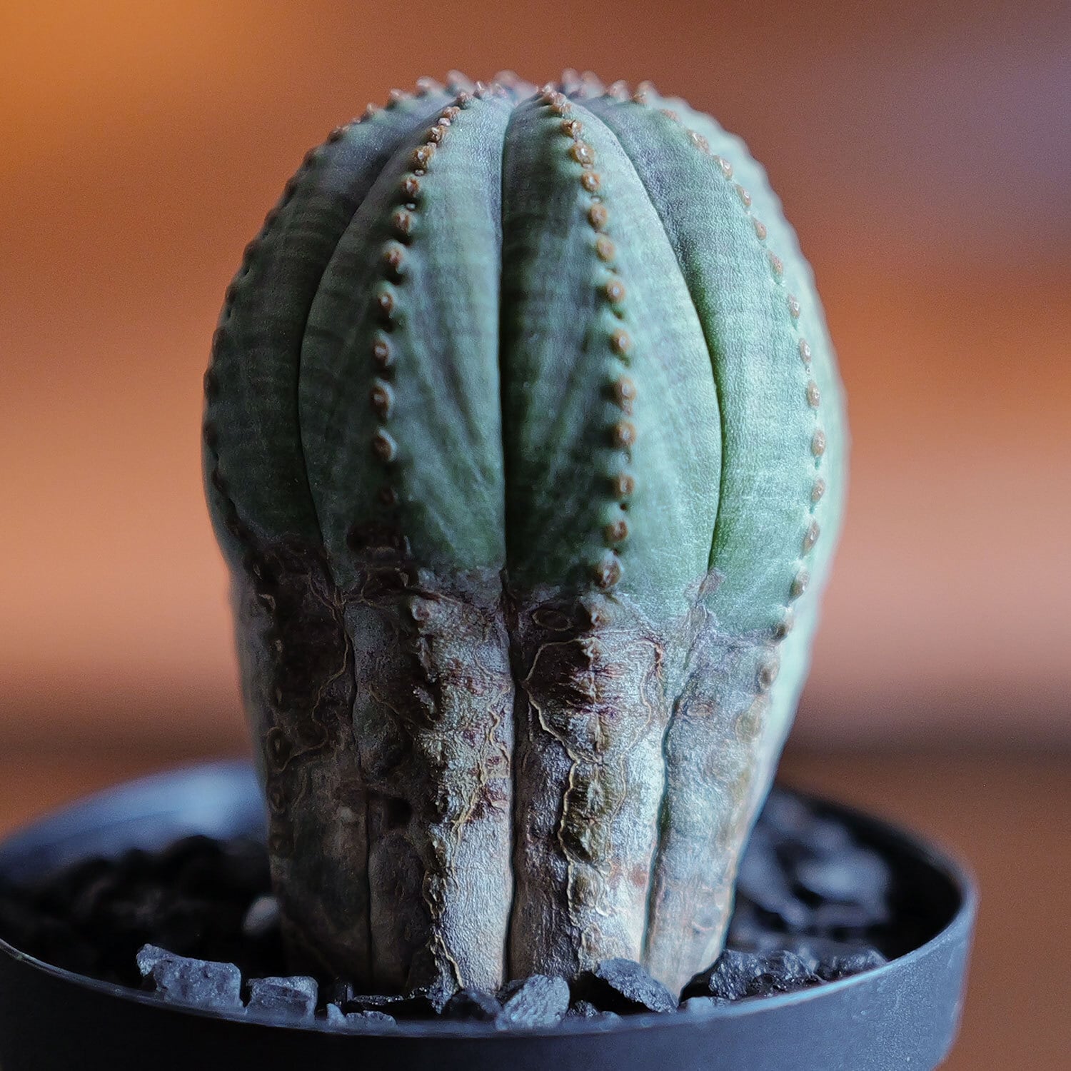 美模様 木質化 まん丸 オベサ / ユーフォルビア