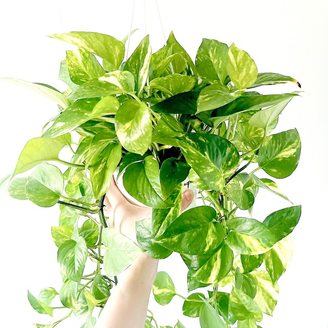 ポトス マーブル ロング 観葉植物 calm cafe