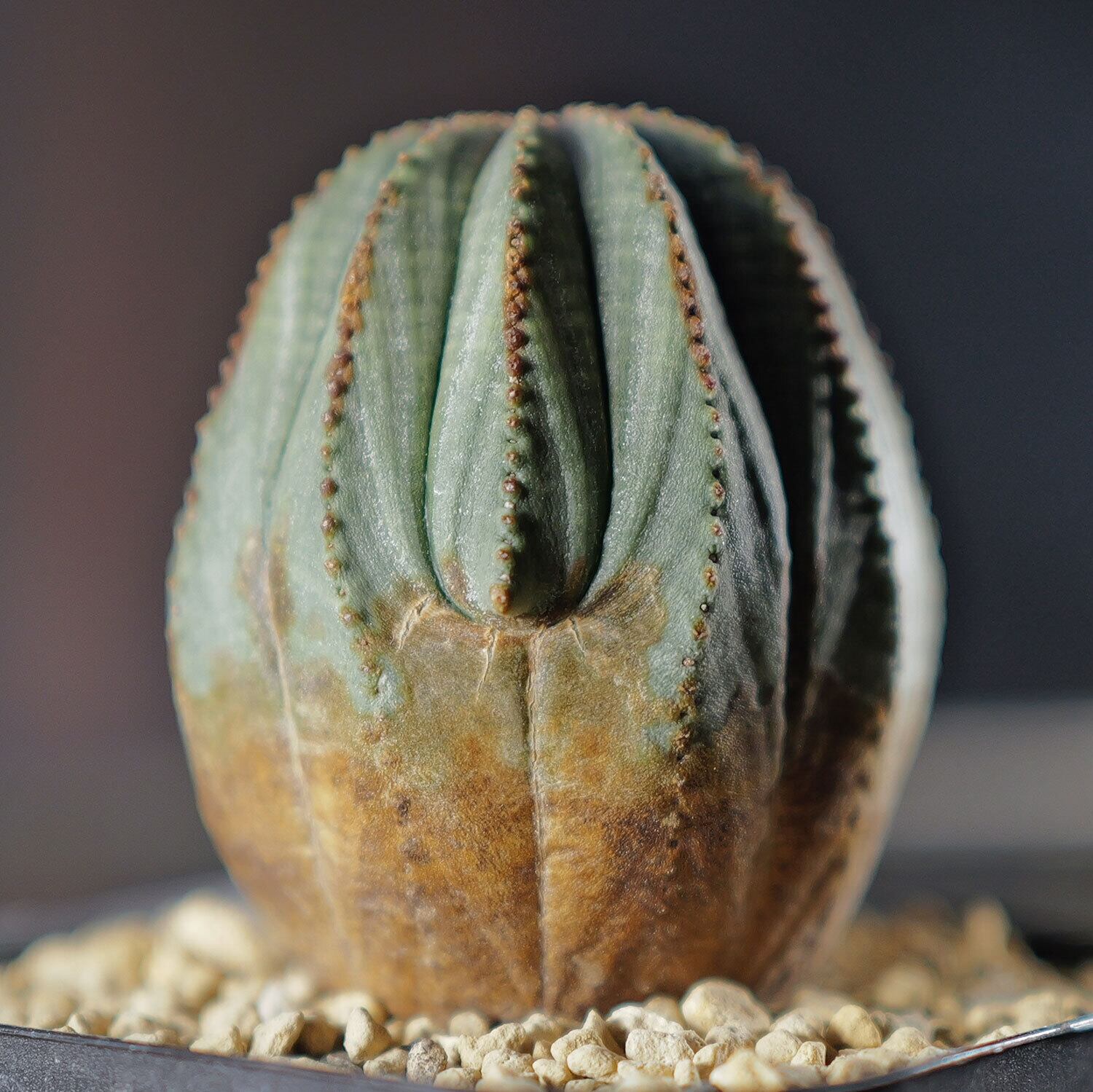 木質化 オベサ / ユーフォルビア | LIGHTHOUSE.PLANTS - 海外実生株の