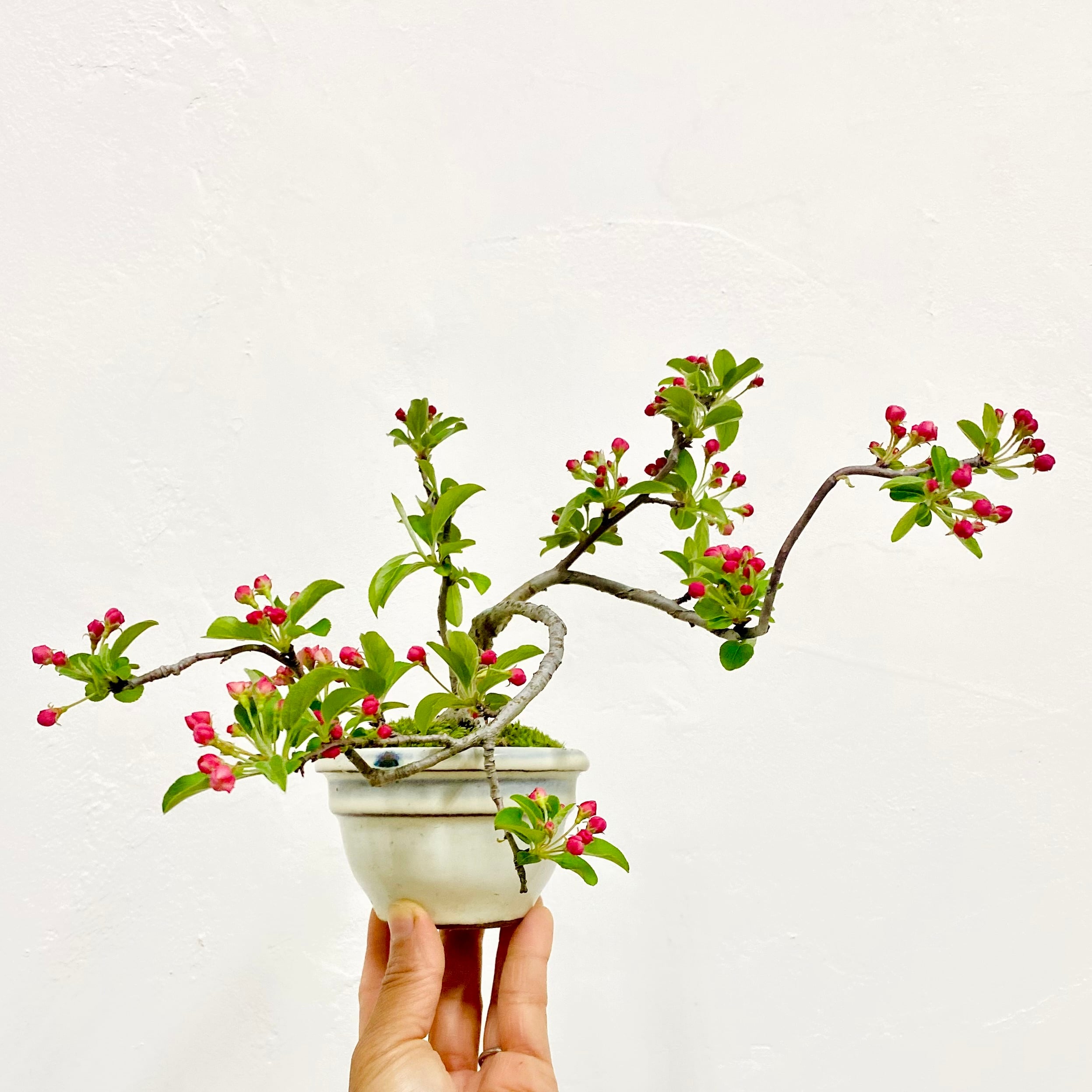 イチョウの寄植え盆栽｜小さな木立を楽しむ一点物｜高さ約30cm