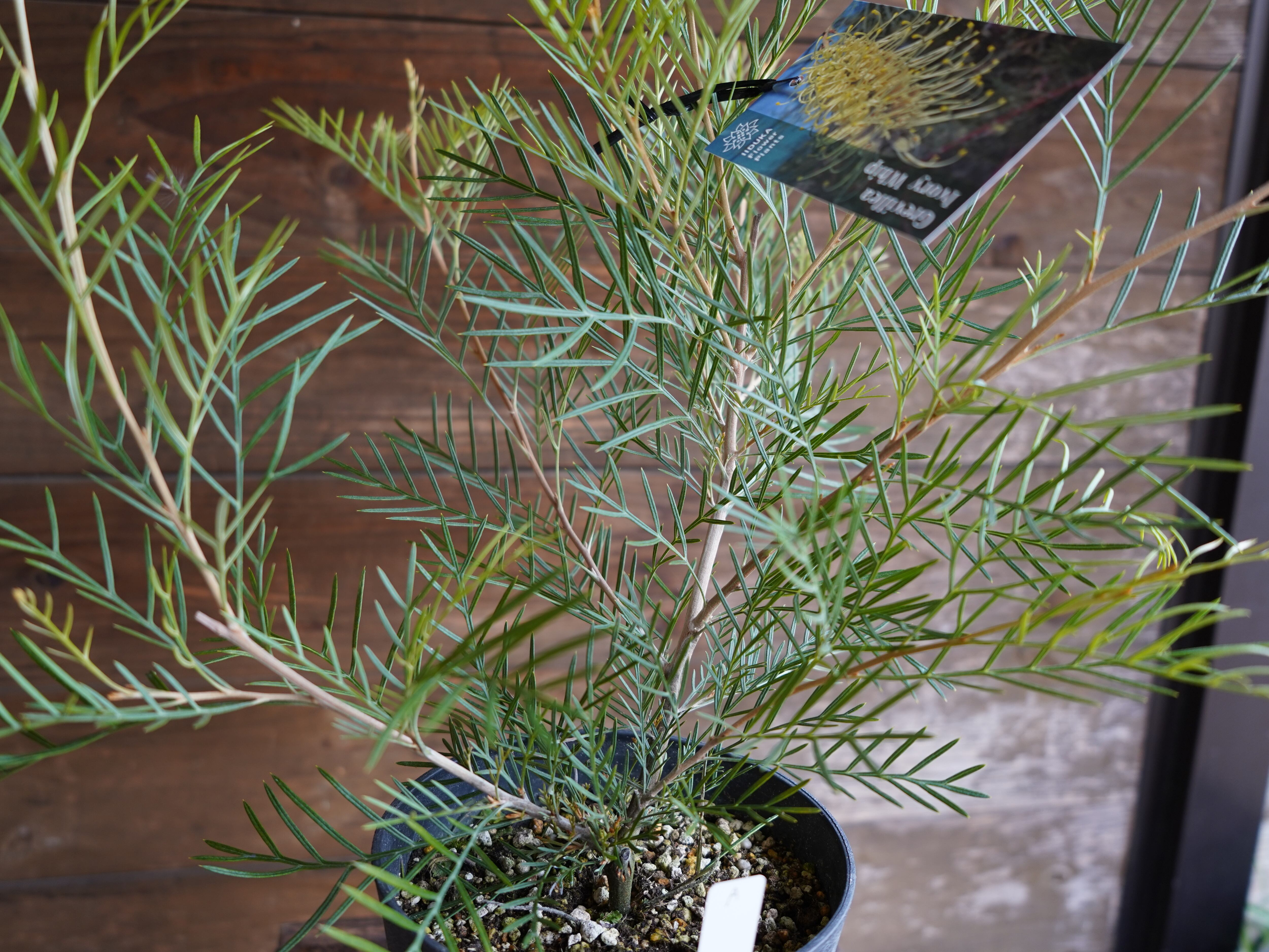 【現物】グレビレア　”アイボリーホイップ”　A