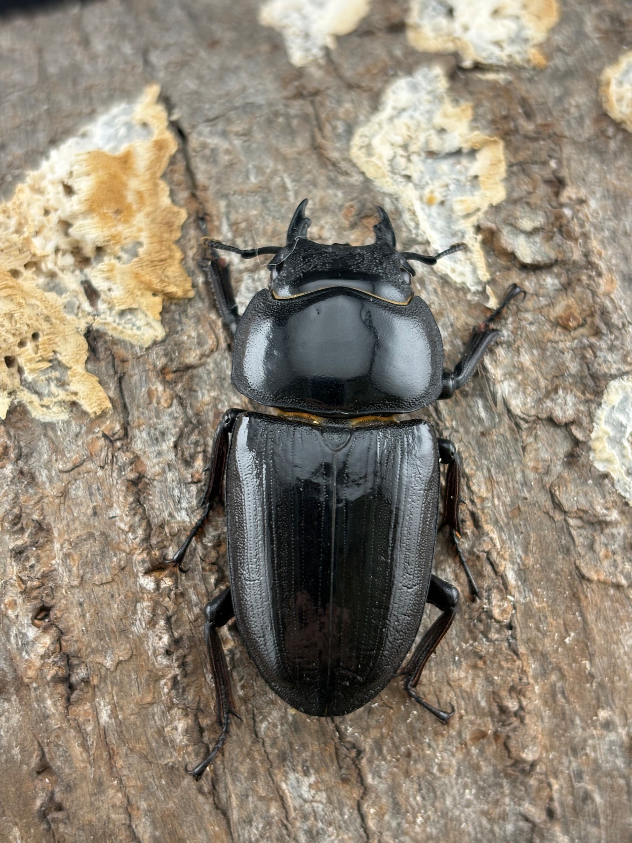 《オオクワガタ 能勢SR血統83.8mm ペア》ブリーダー様委託個体