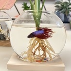 【木製 インテリア アクアリウム】無垢材 ガラス 水槽 花瓶 魚 花 水草 水耕栽培 テラリウム アートアクアリウム 熱帯魚 シンプル おしゃれ 北欧テイスト