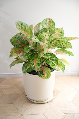 【L/80cm】アグラオネマ グランドブロッサム /Aglaonema　 ※エコポットカバー付き