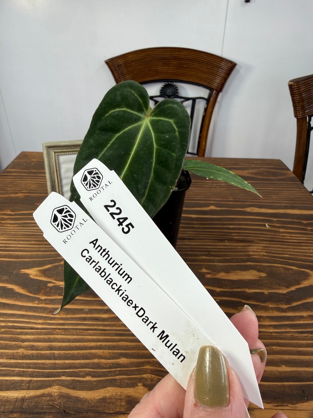 ★2245　アンスリウム　カーラブラッキーアイ×ダークムーラン(3.5号硬質ポット）