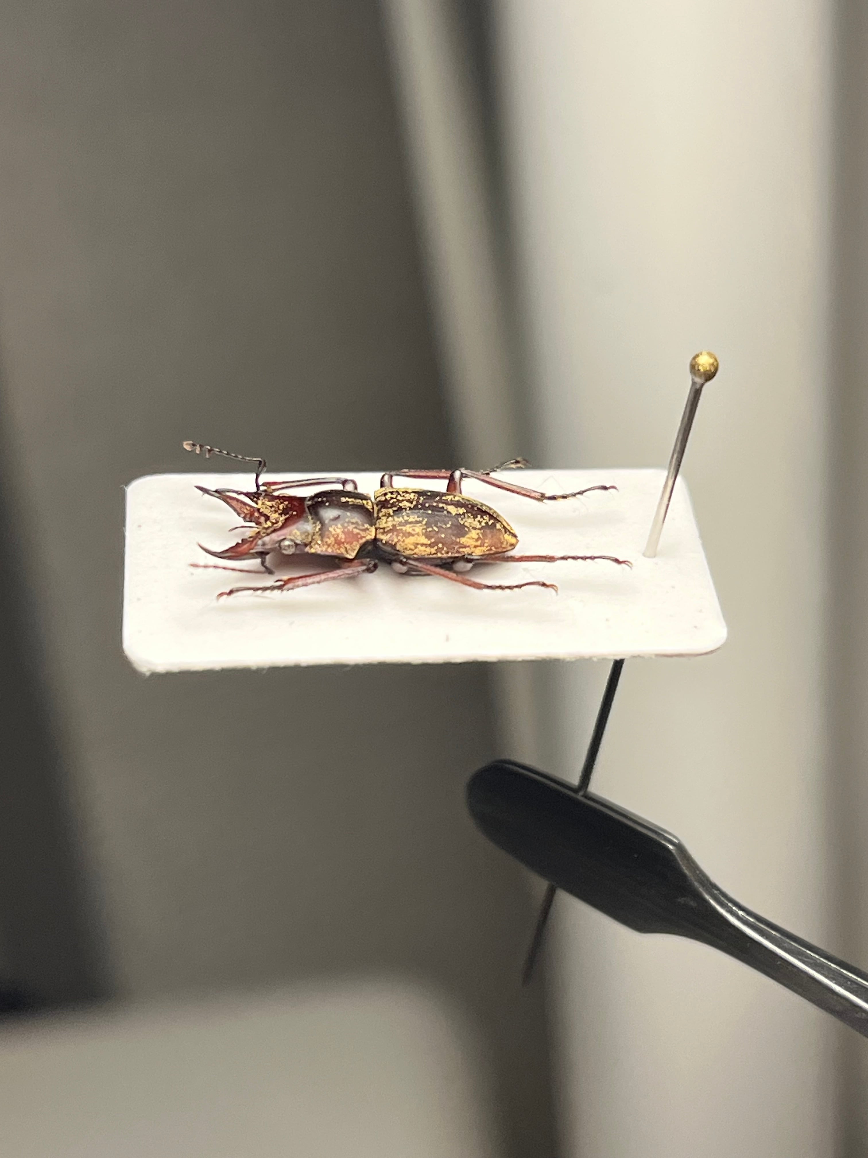 【12mm】エンマクワガタの一種 標本Auxicerus インカクワガタ 12mm】エンマクワガタの一種 標本Auxicerus インカクワガタ チュウ