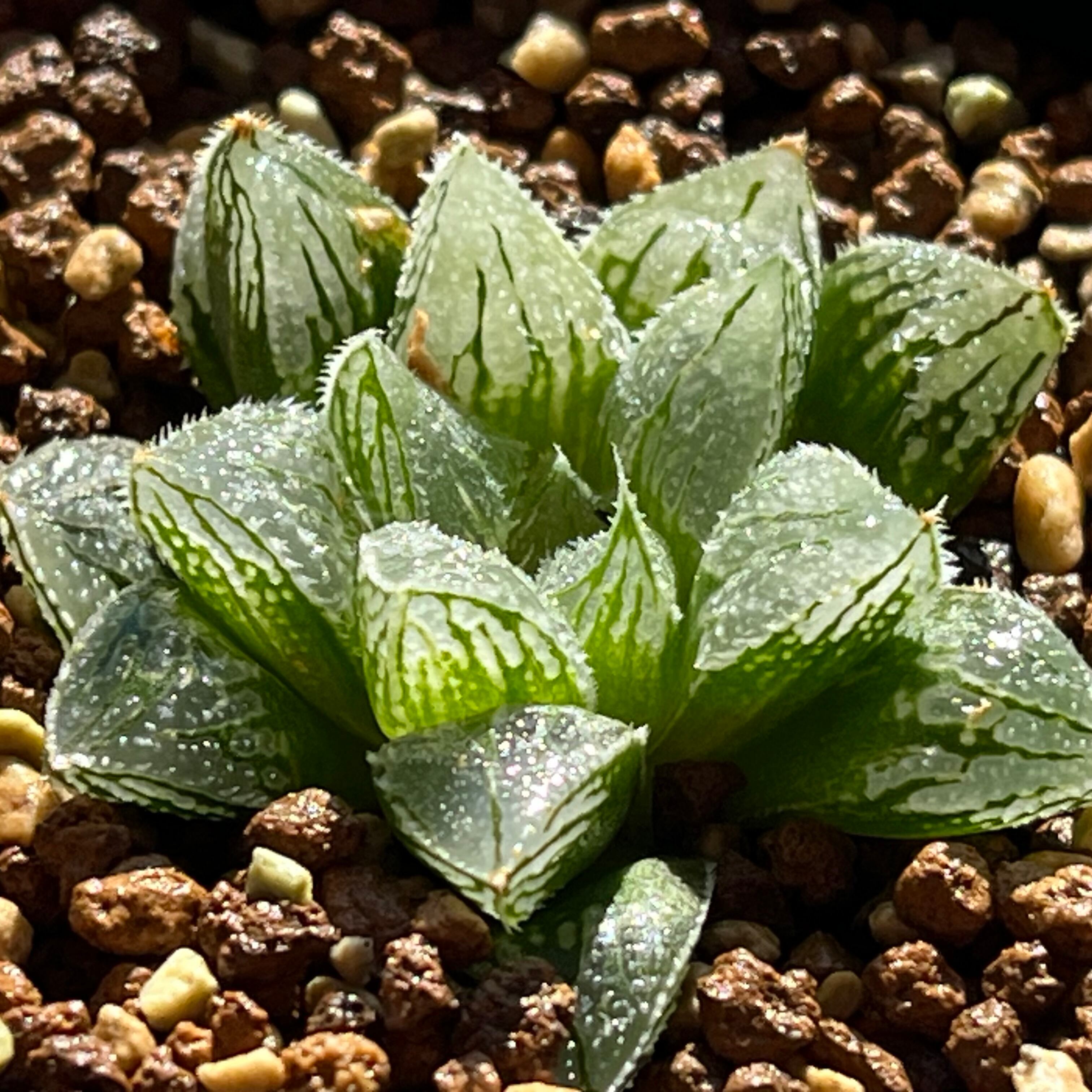 ハオルチア 森の雫 | mocono_plants
