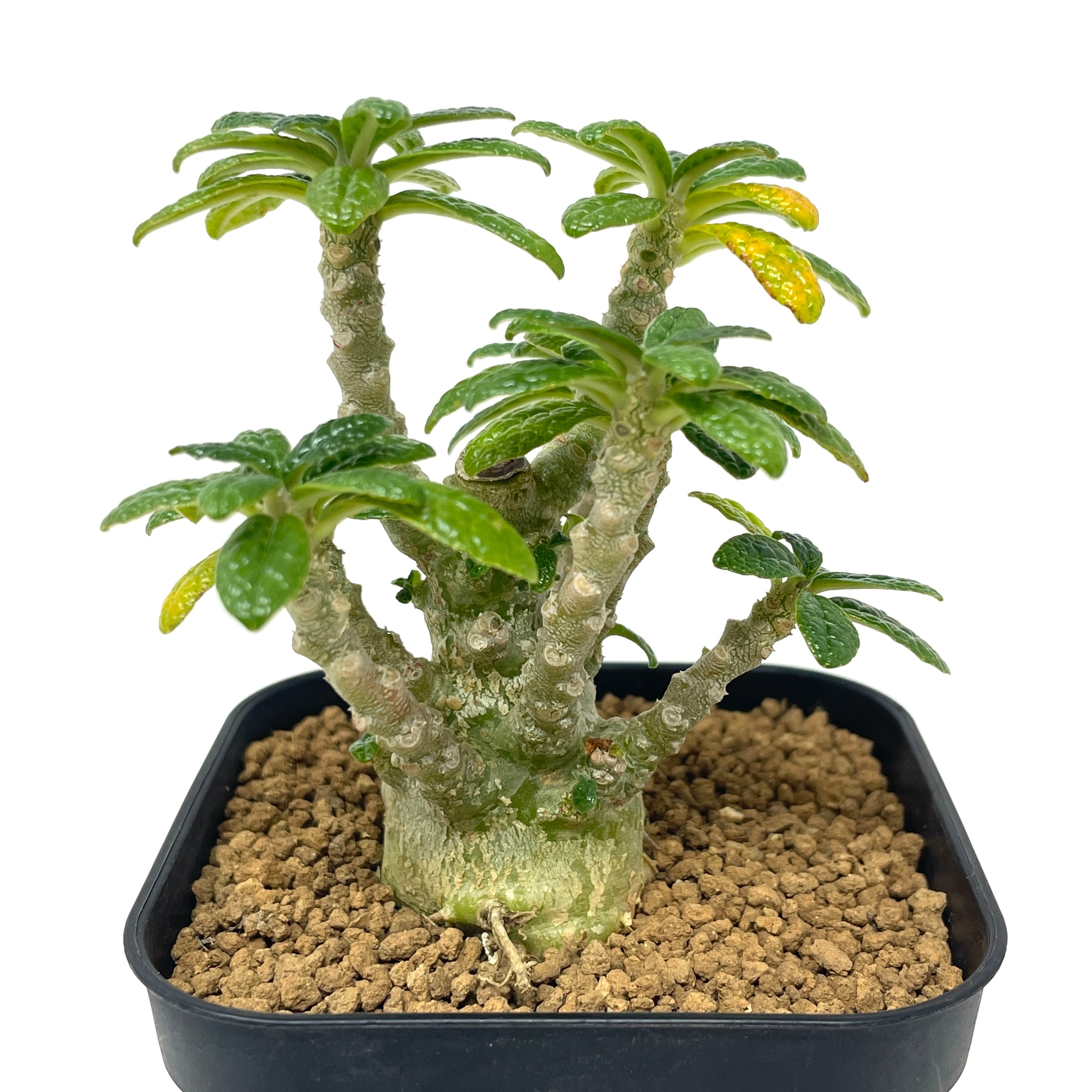 Dorstenia gigas ドルステニアギガス