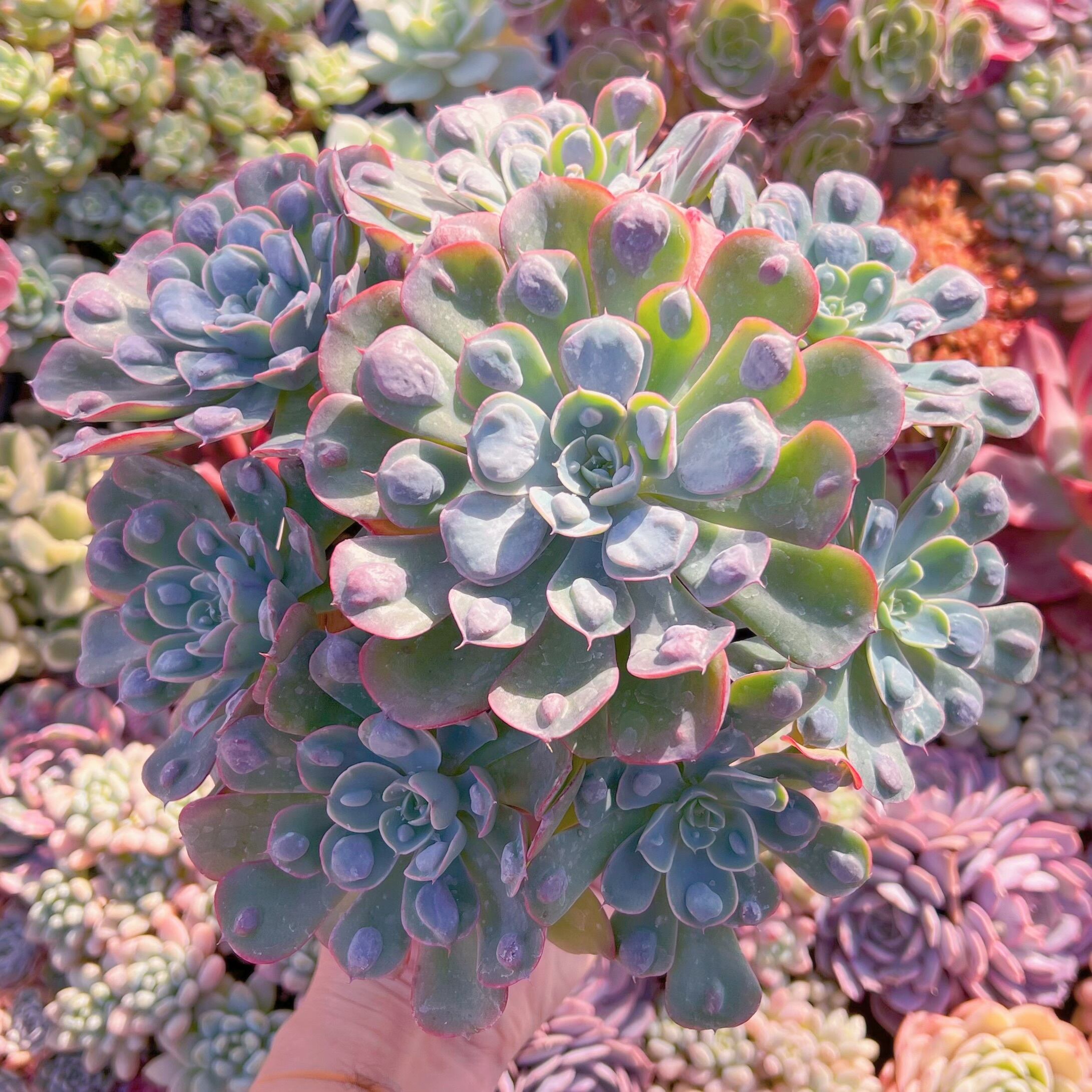 現品　ビヨンセ#320　特特大群生　るる農園