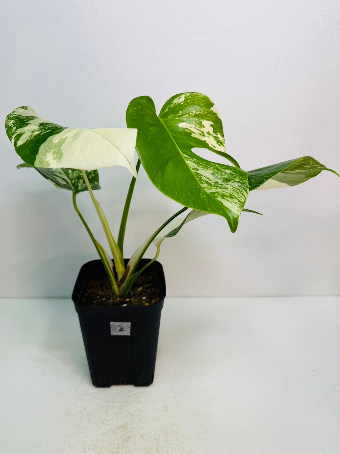 ラスト1鉢！！アロカシア・ワトソニアナ Doff 3.5号 | 観葉植物と雑貨