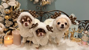 即納【SICGGU】ホワイトルドルフ