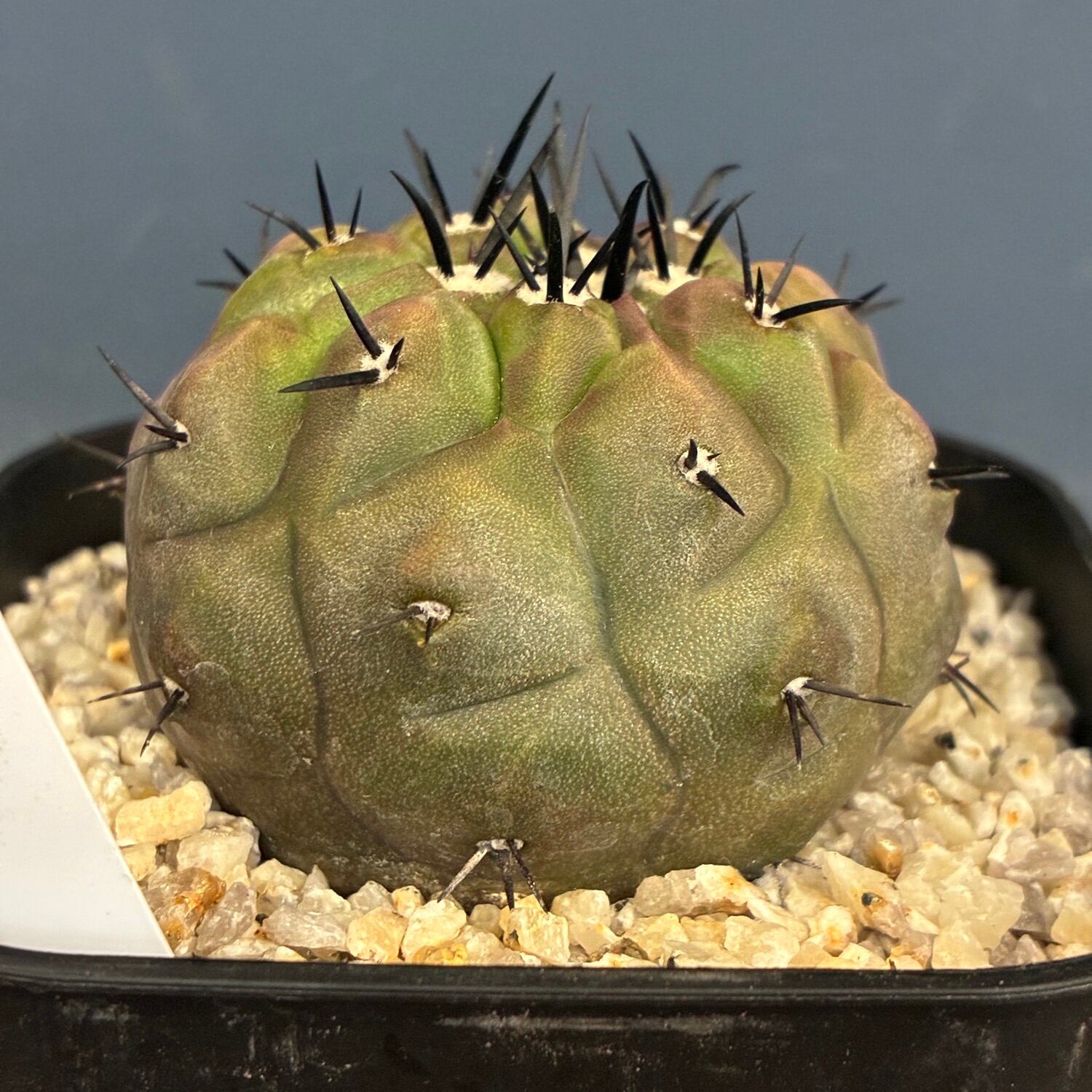 Copiapoa】サボテン コピアポア 黒王丸実生【787】 | PROTOLEAF プロト