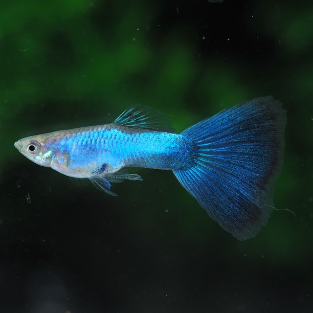 ラズリーブルーテール　若魚1ペア