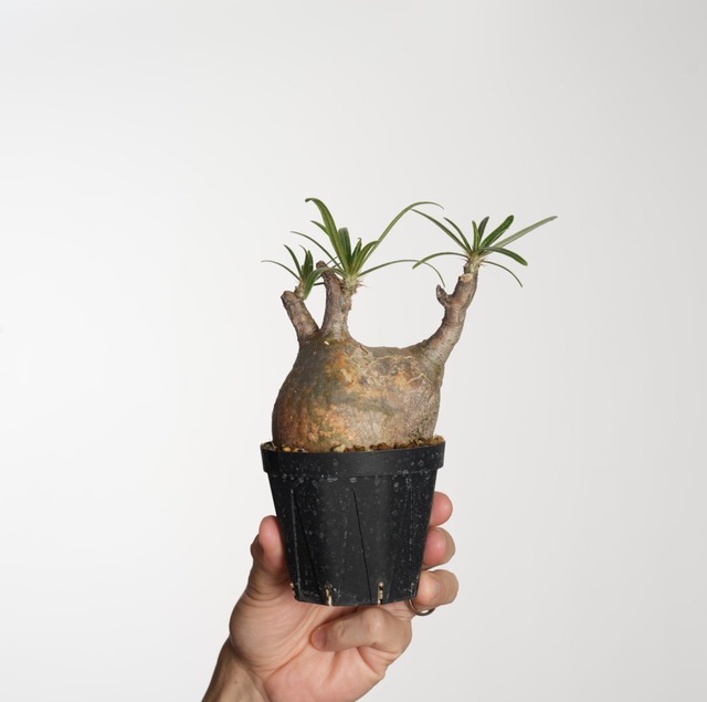 パキポディウム グラキリス no.9〈発根済み〉