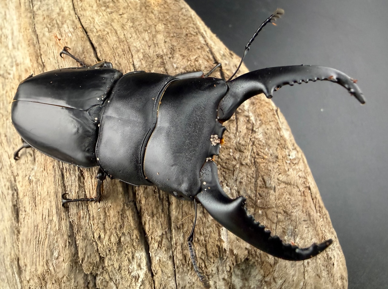 【WD】《ベトナムヒラタ ラオス産 76mm ♂単》