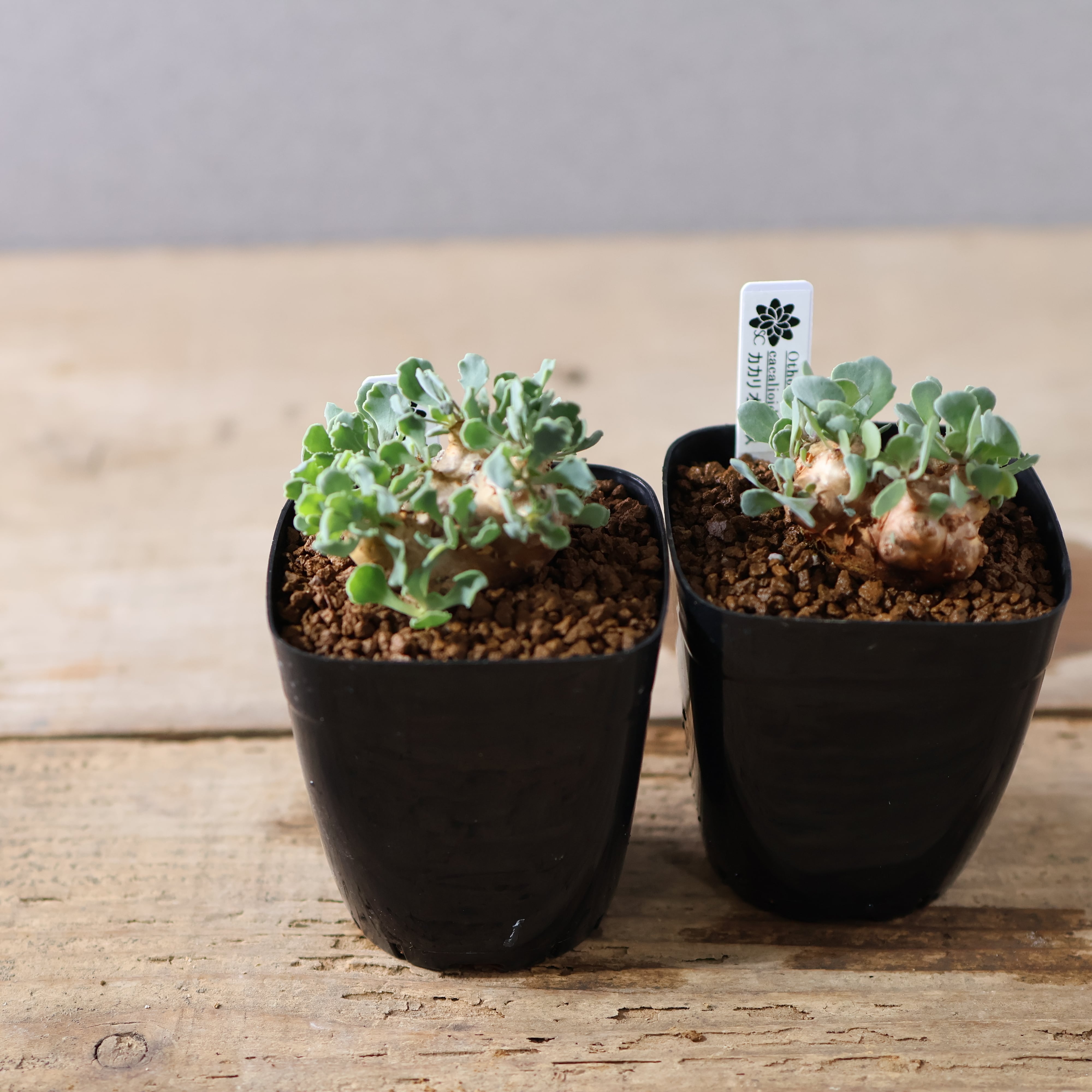 504『オトンナ カカリオイデス』 観葉植物【送料無料】 | MARX PLANTS