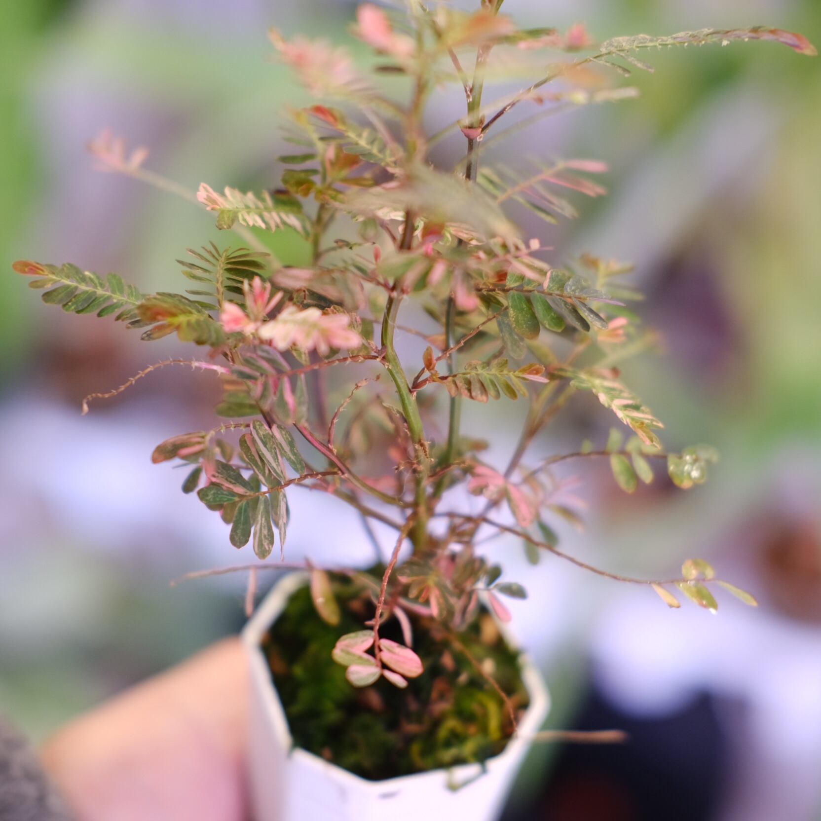 Phyllanthus urinaria 'Pink Variegated'│フィランサス・ウリナリア